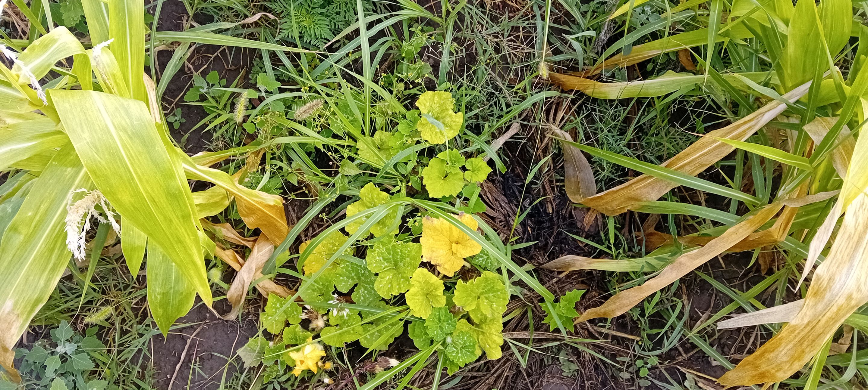 20250717_172430.jpg