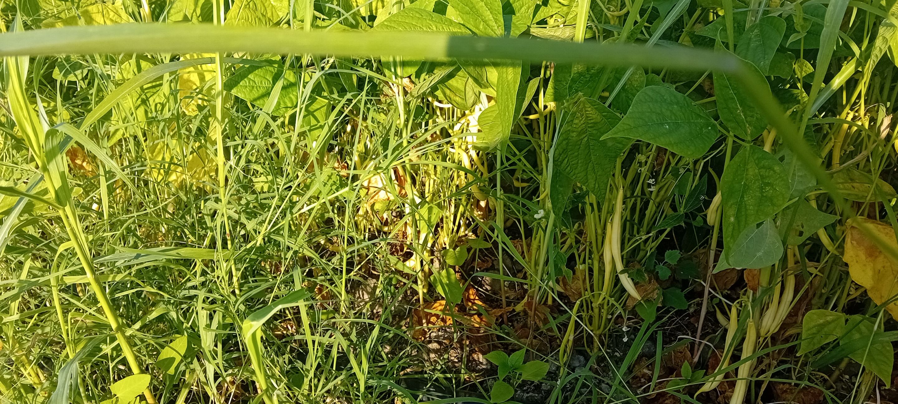 20250627_175459.jpg
