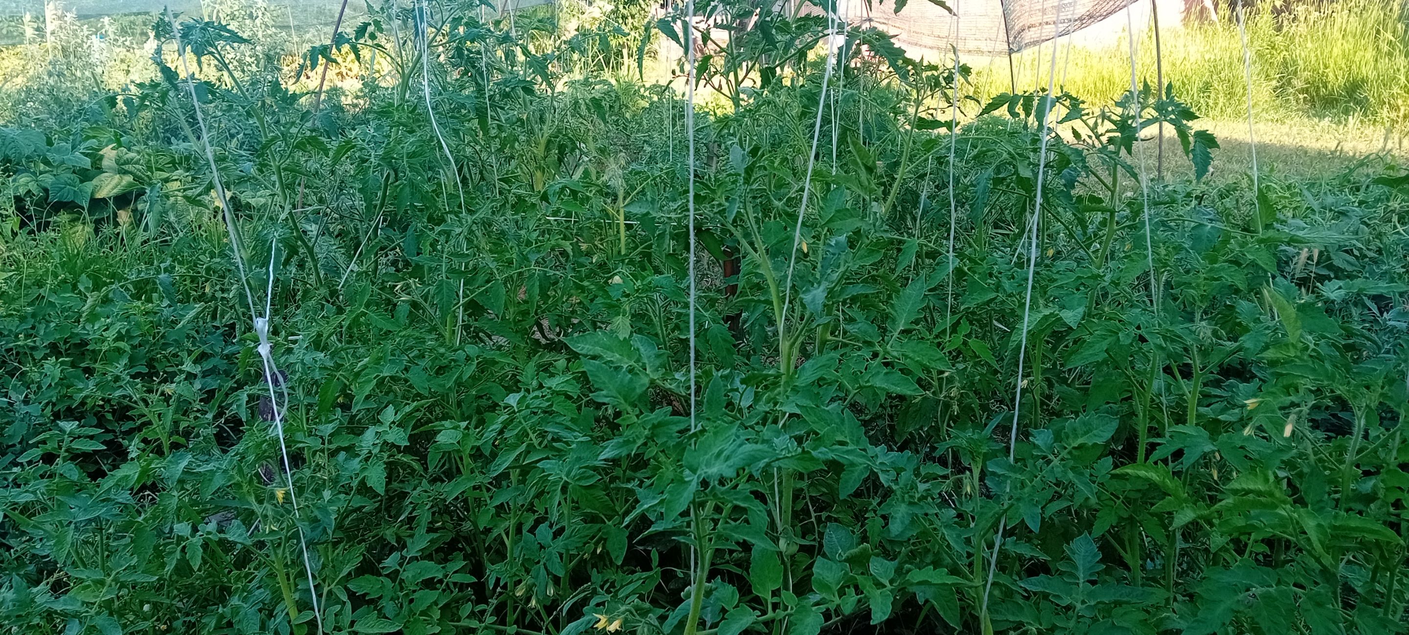 20250627_175357.jpg