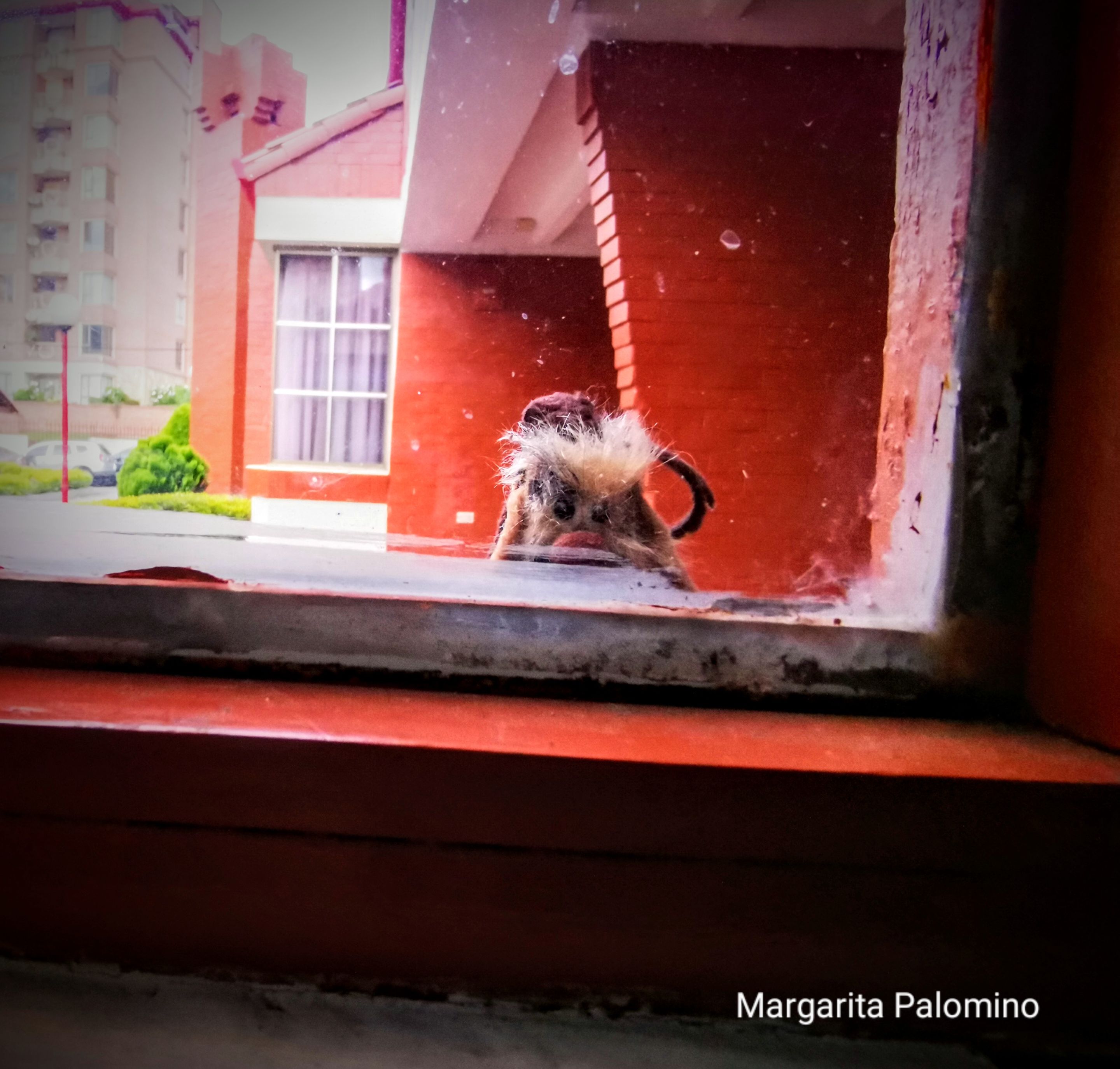 IMG_20210603_181348~2.jpg