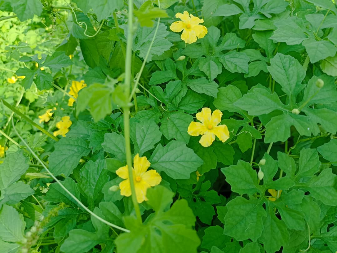 WhatsApp Image 2025-10-22 at 1.41.42 PM.jpeg