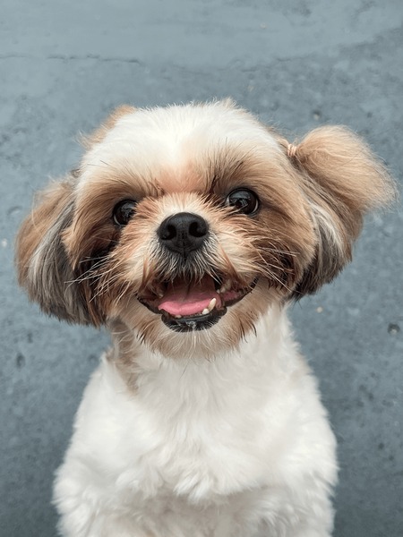 shih-tzu-her-hair-tied-600nw-2458227047.jpg