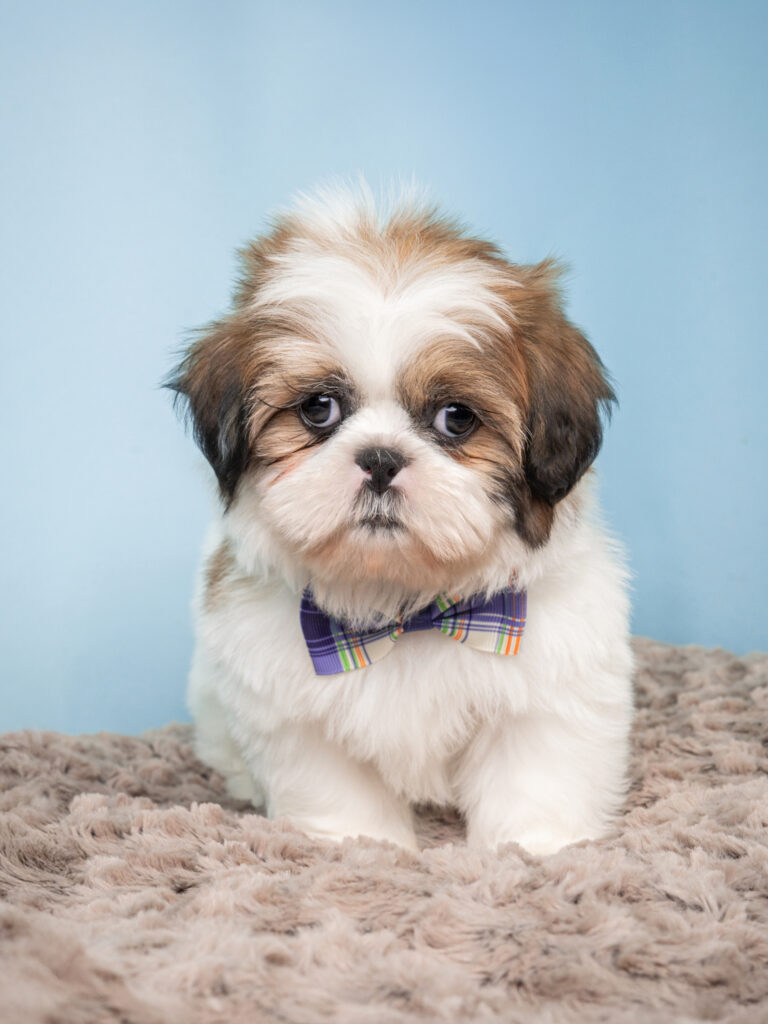 3489-M-Shih-Tzu-A7F03234-768x1024.jpg