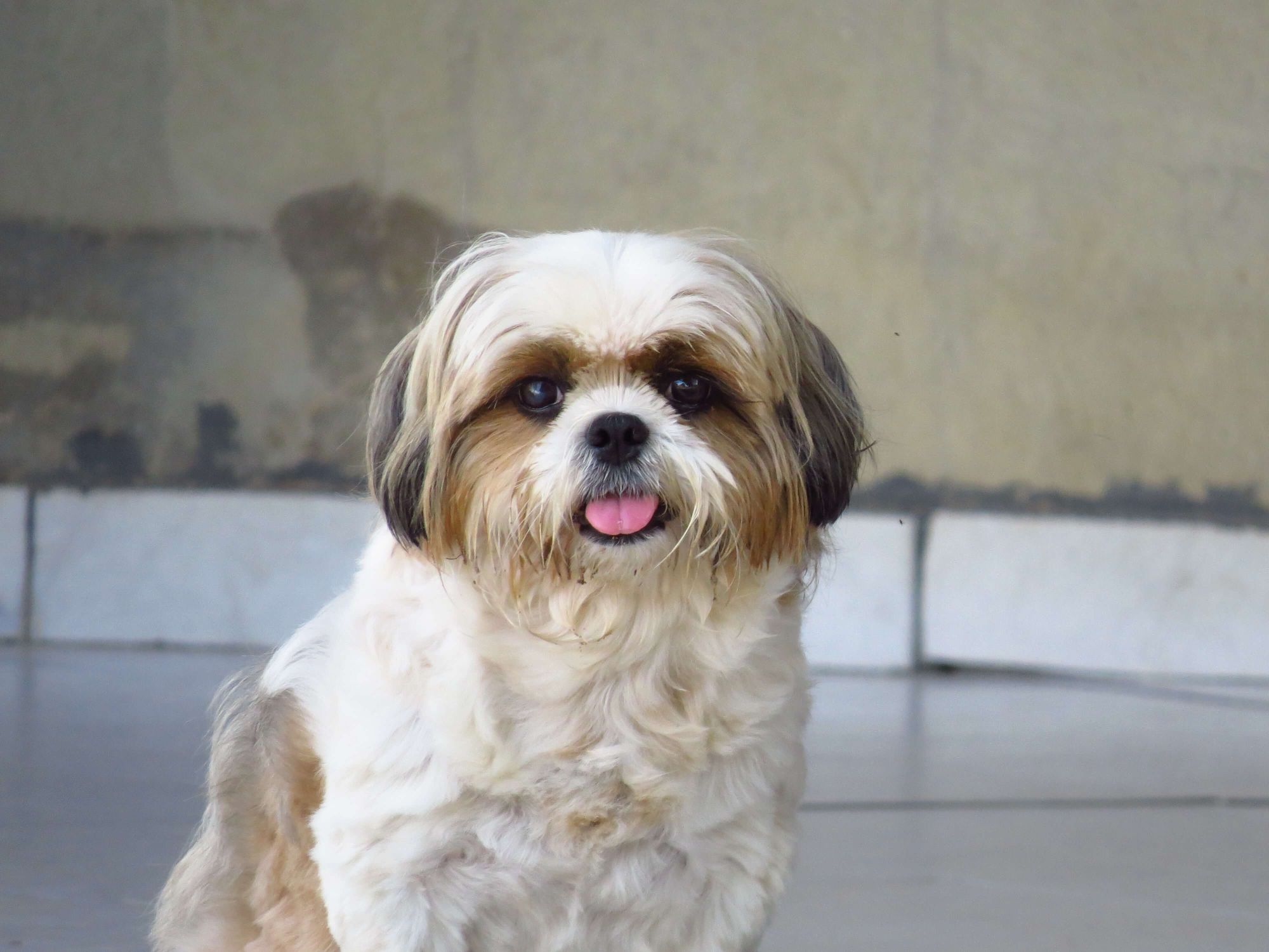 cute-Shih-Tzu-with-mud-on-his-fur-sticks-tongue-out-.jpg