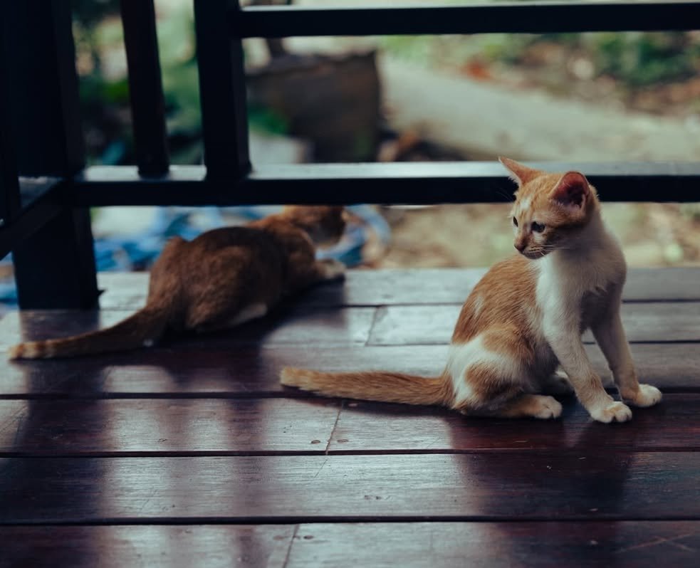 Cute Japanese Bobtail Cat