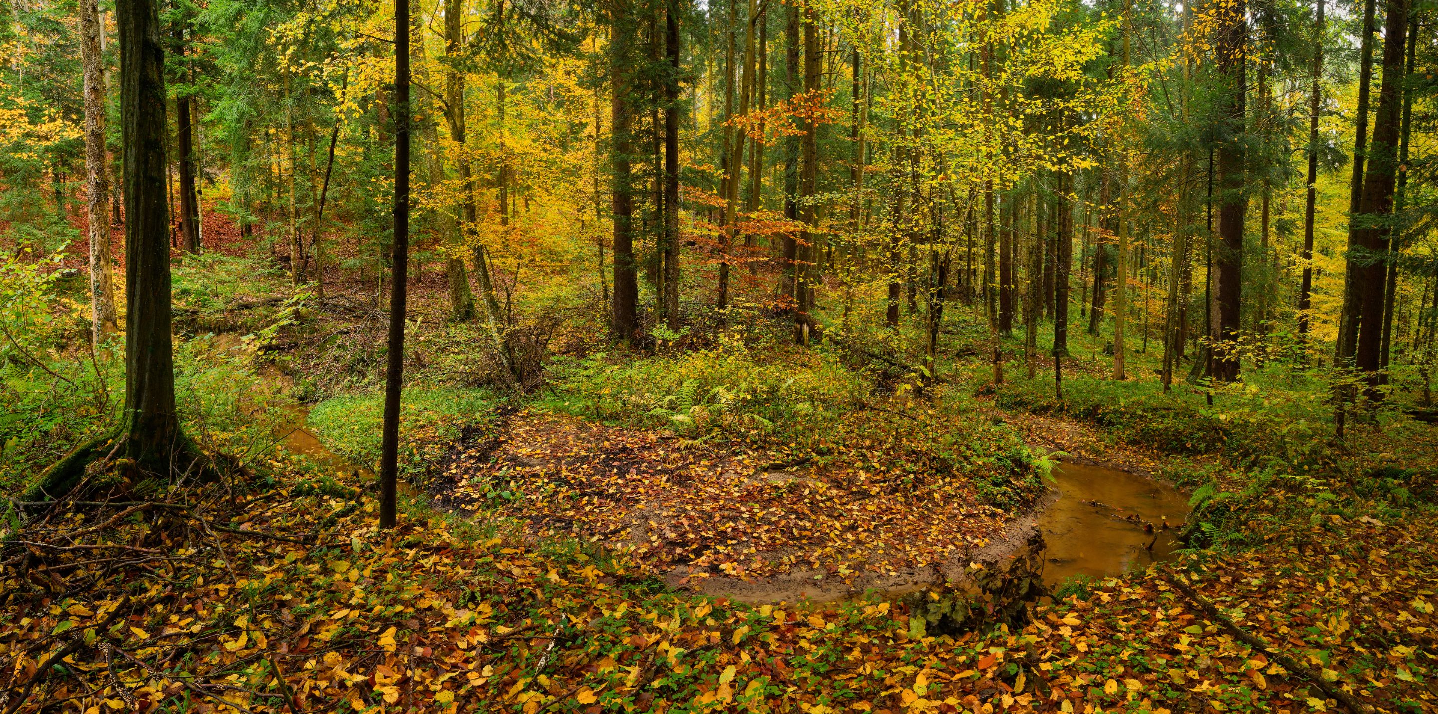 Leśna panorama.jpg