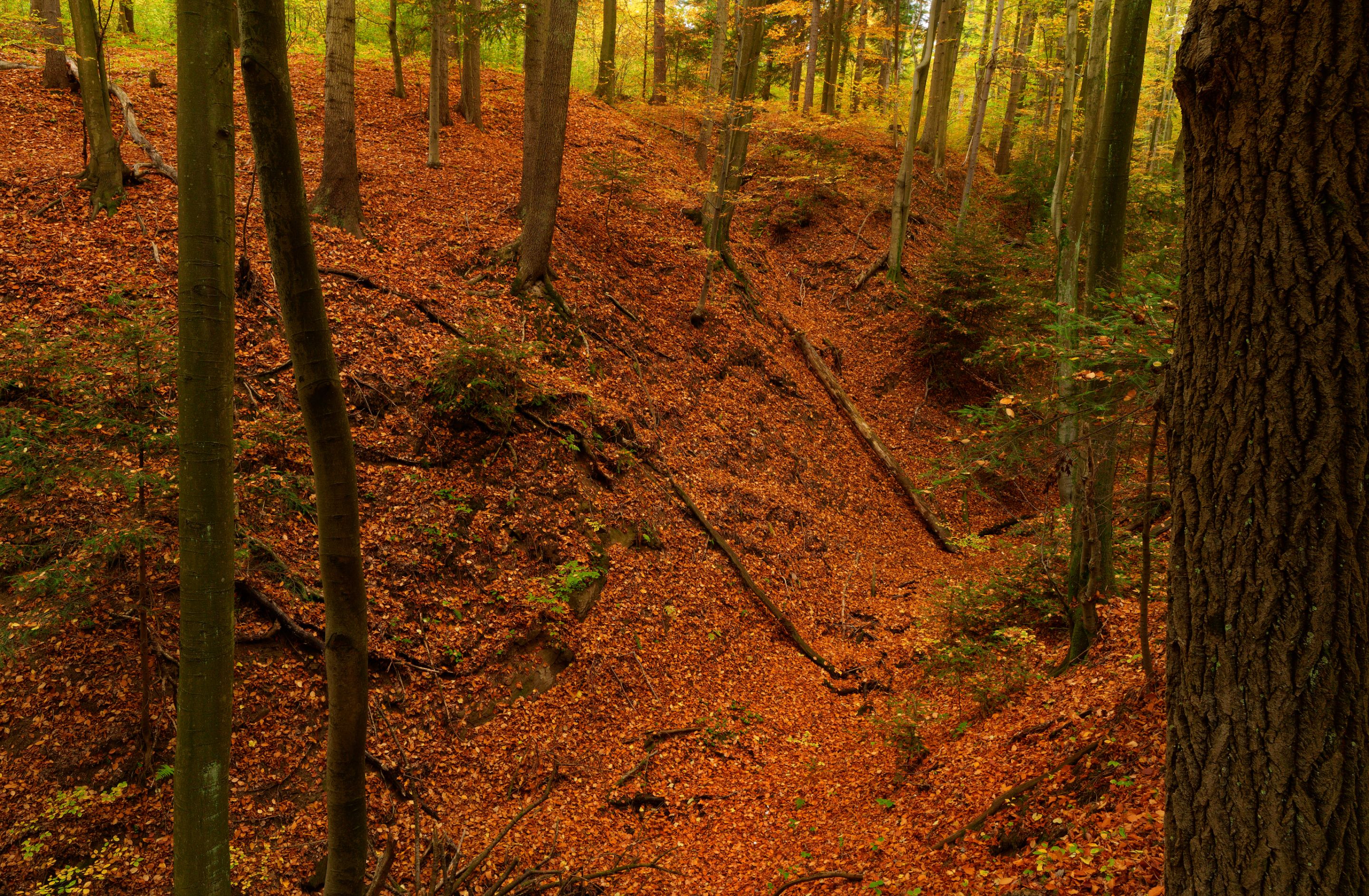 DSC01832deep-2.jpg