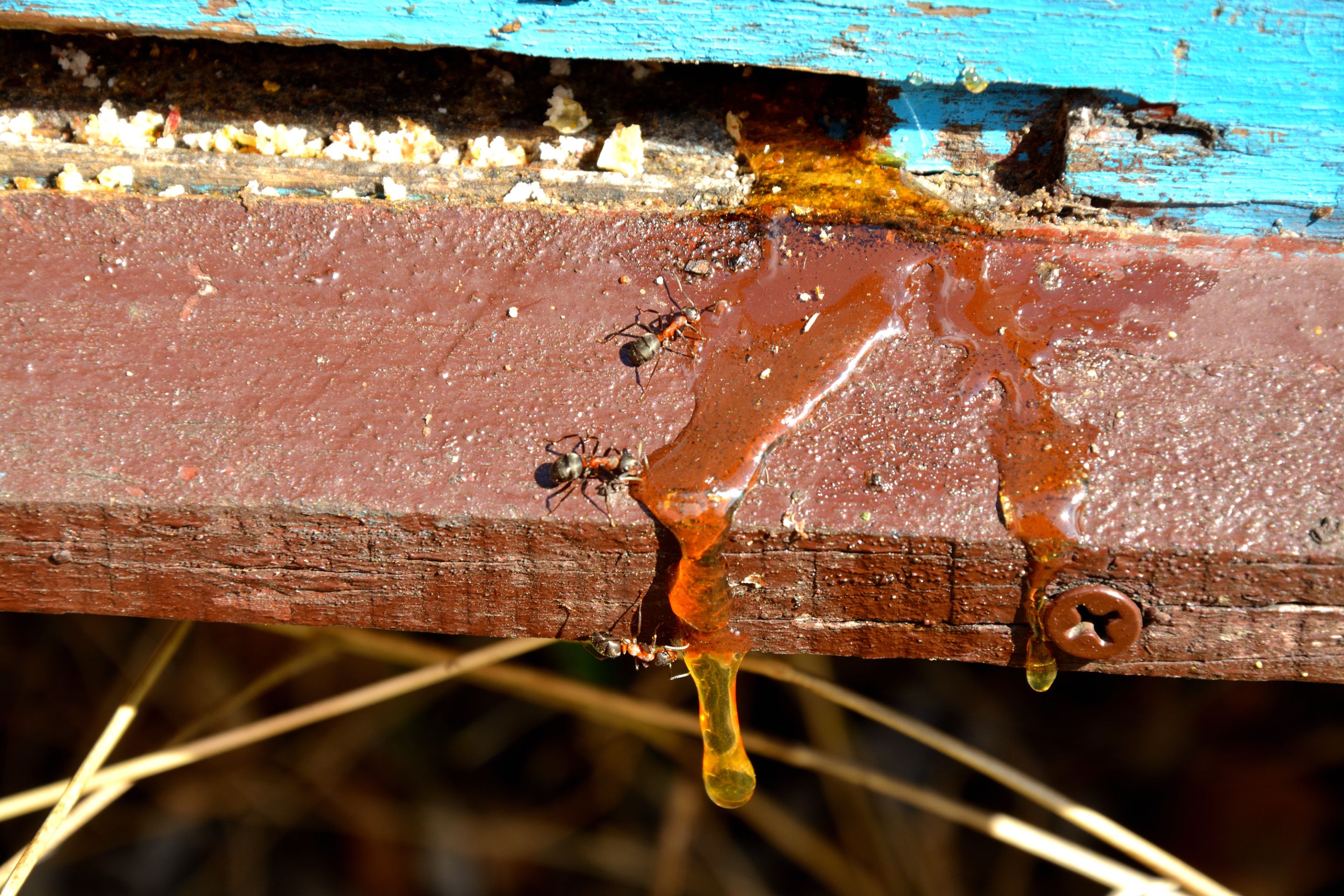 DSC_0085.JPG