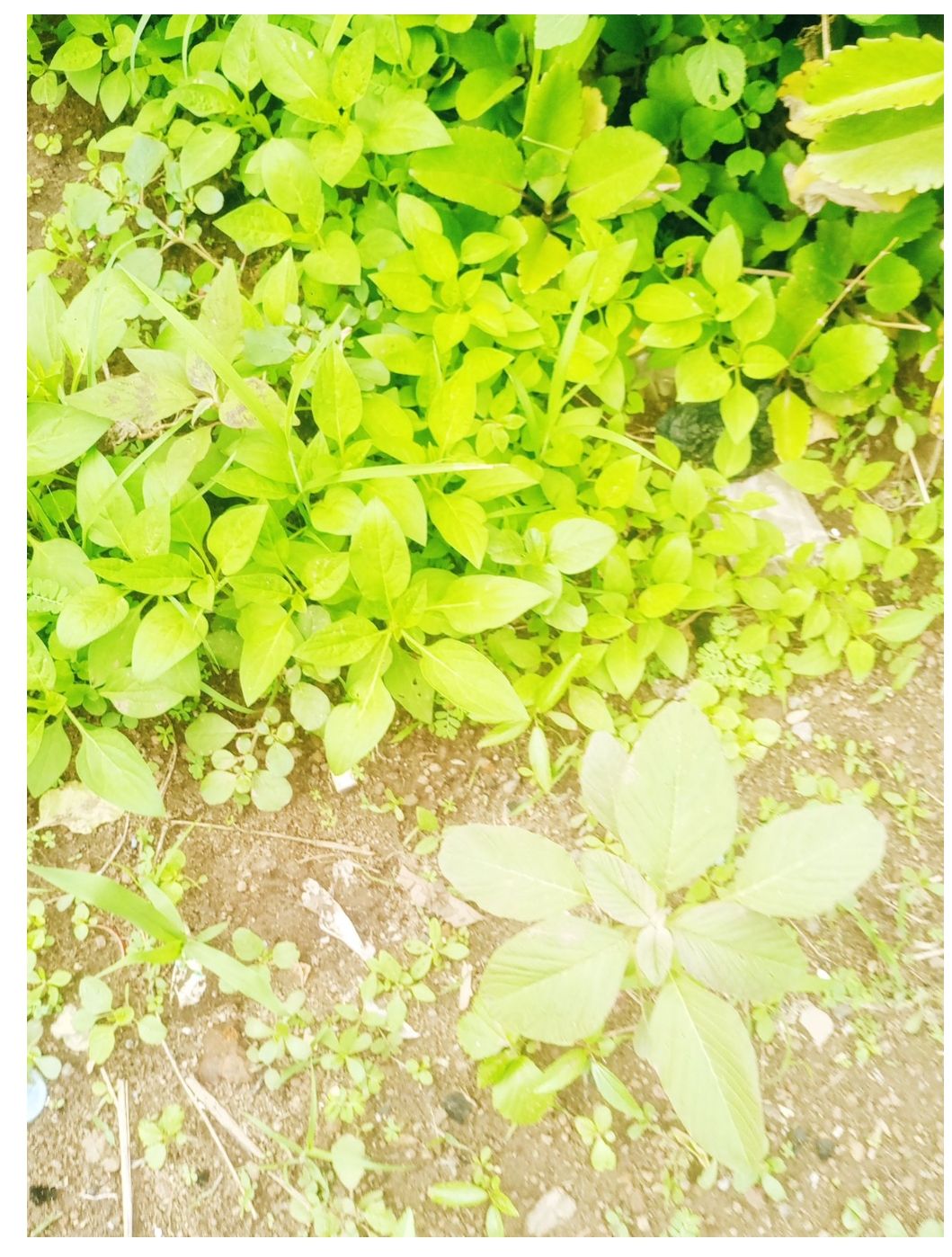 Screenshot_20250511-010612.jpg