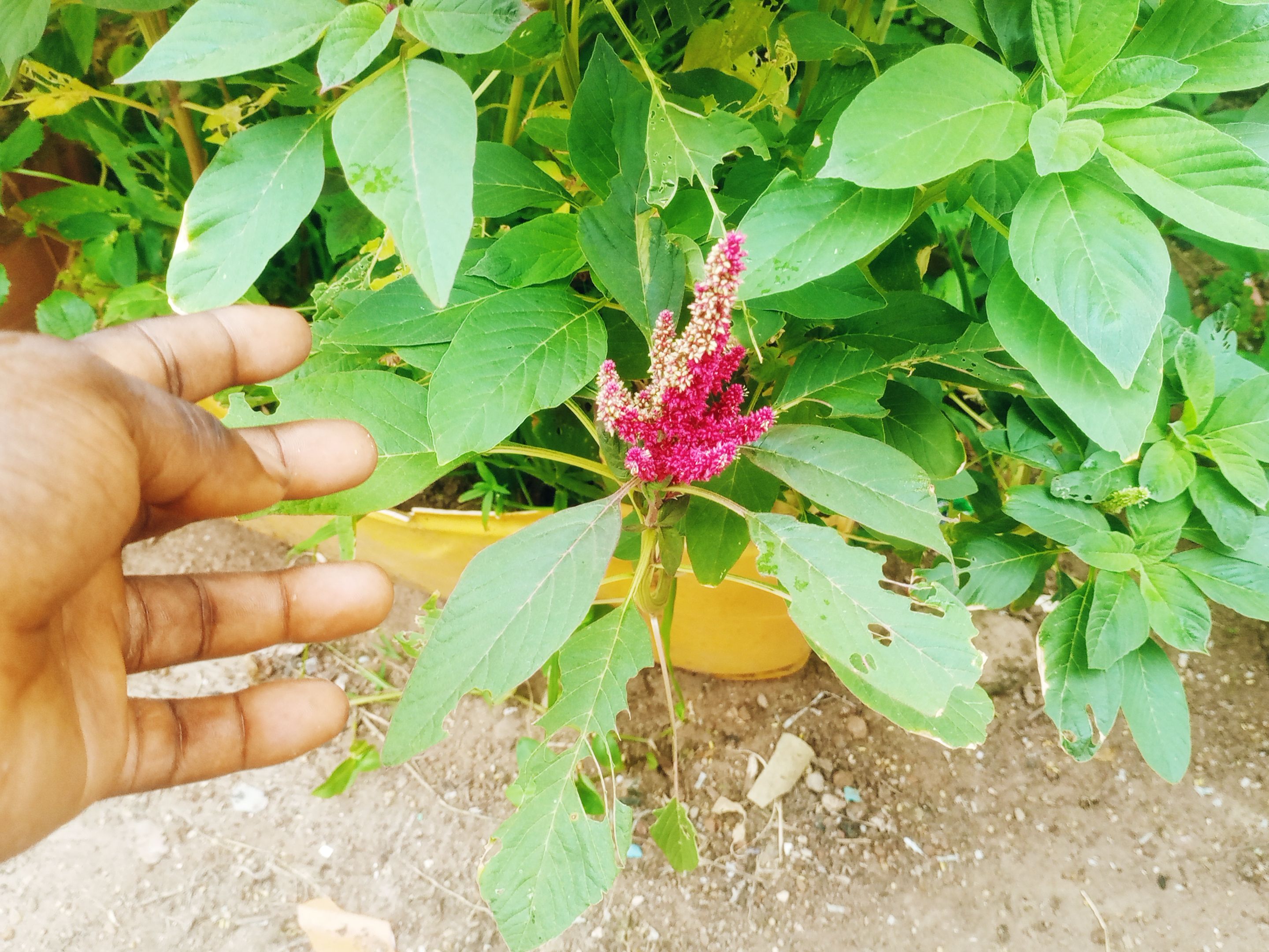 IMG_20250703_091449_520.jpg