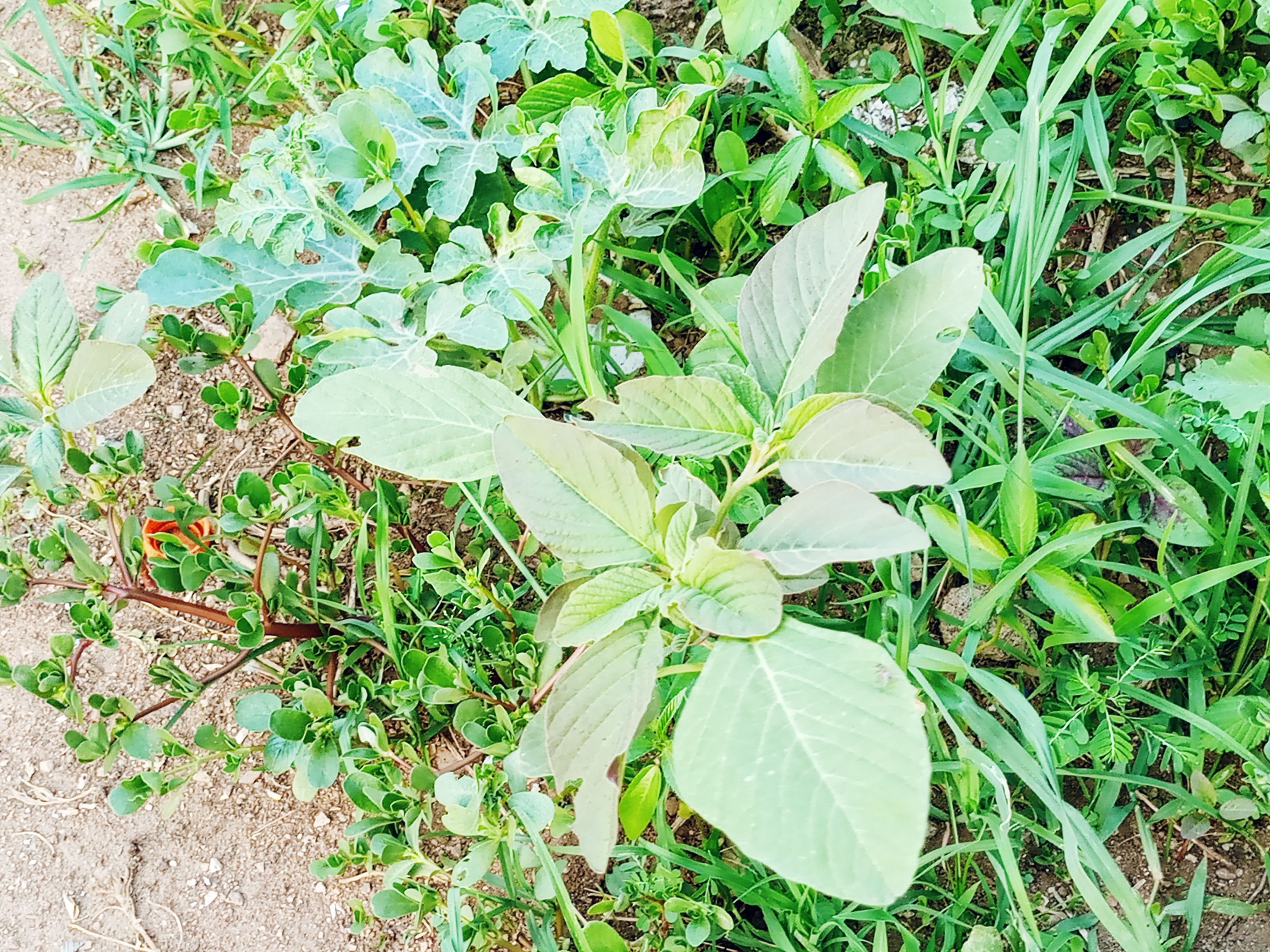 IMG_20250511_181810_316.jpg
