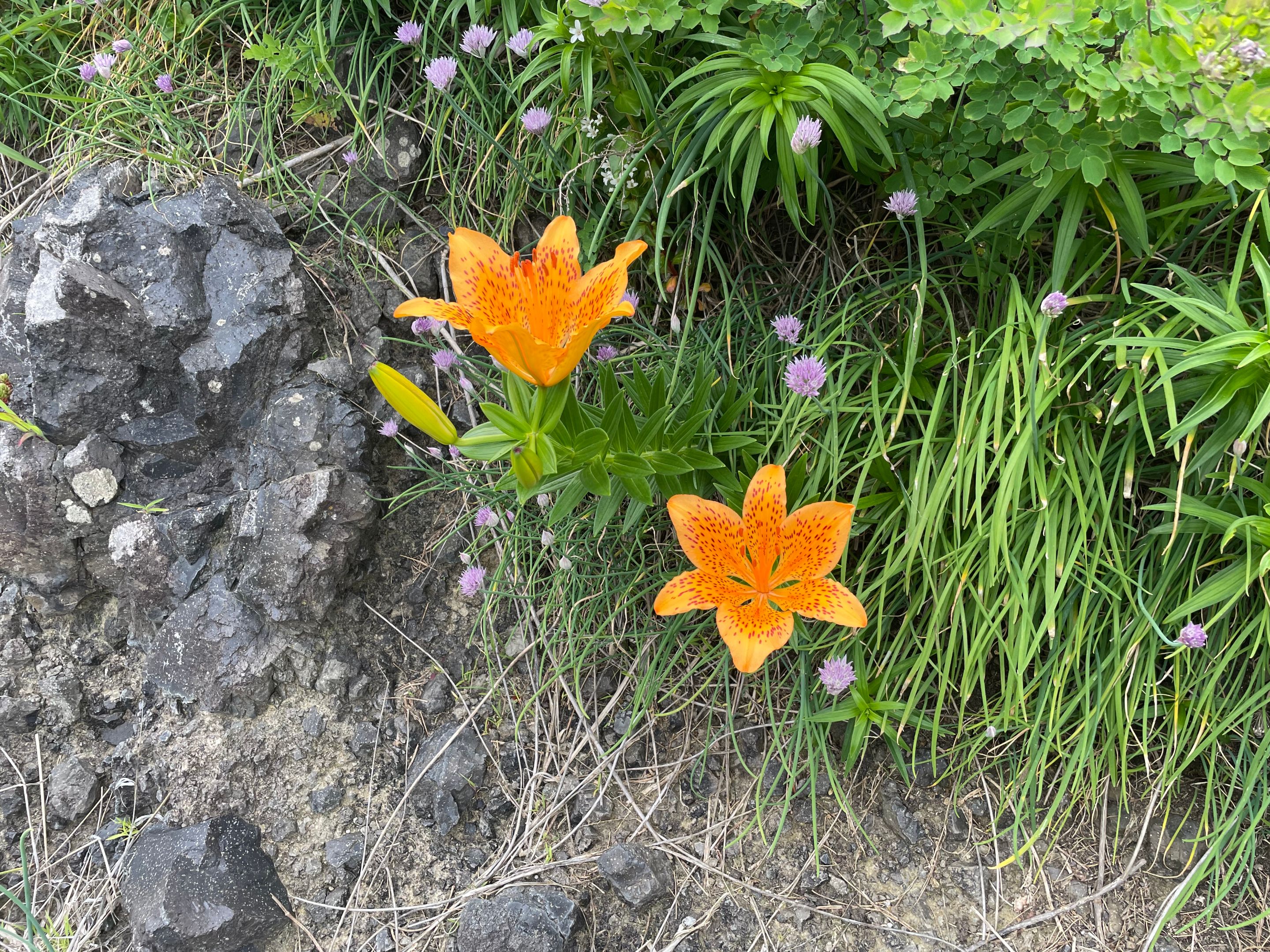 IMG_5072.JPG