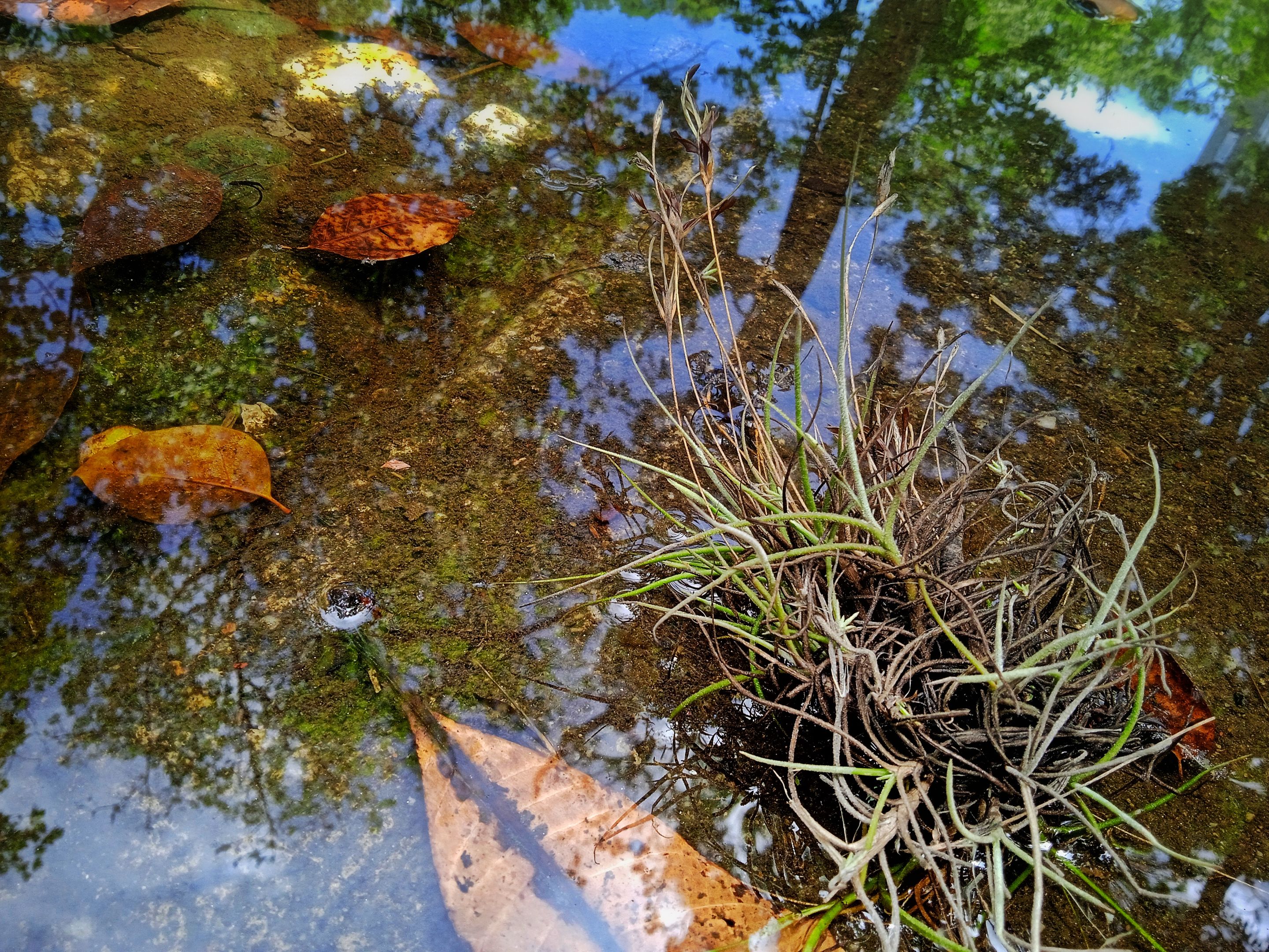 El Esplendor después de la lluvia || Splendor after the rain 🥰☘☘🌳