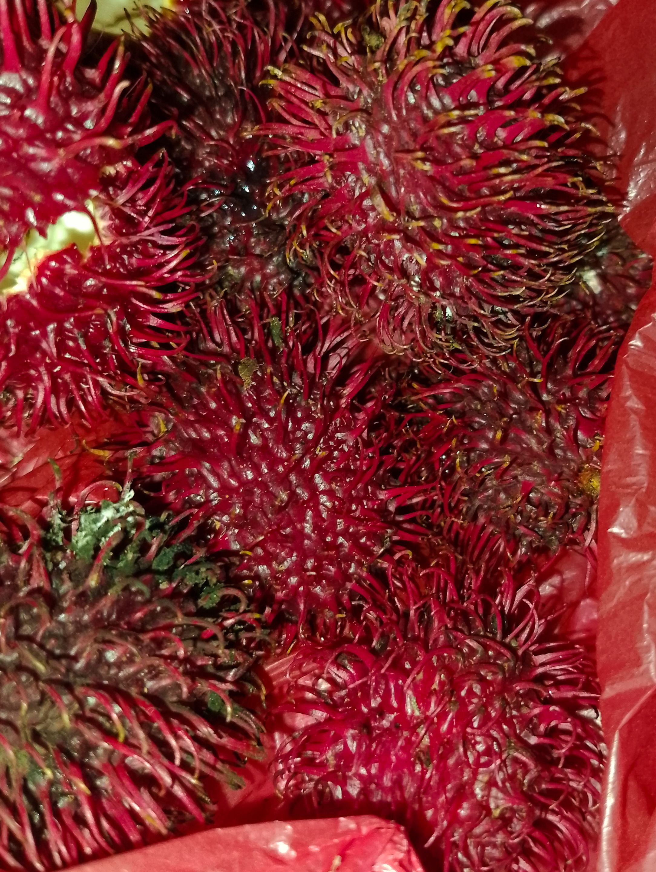 Rambutan fruit