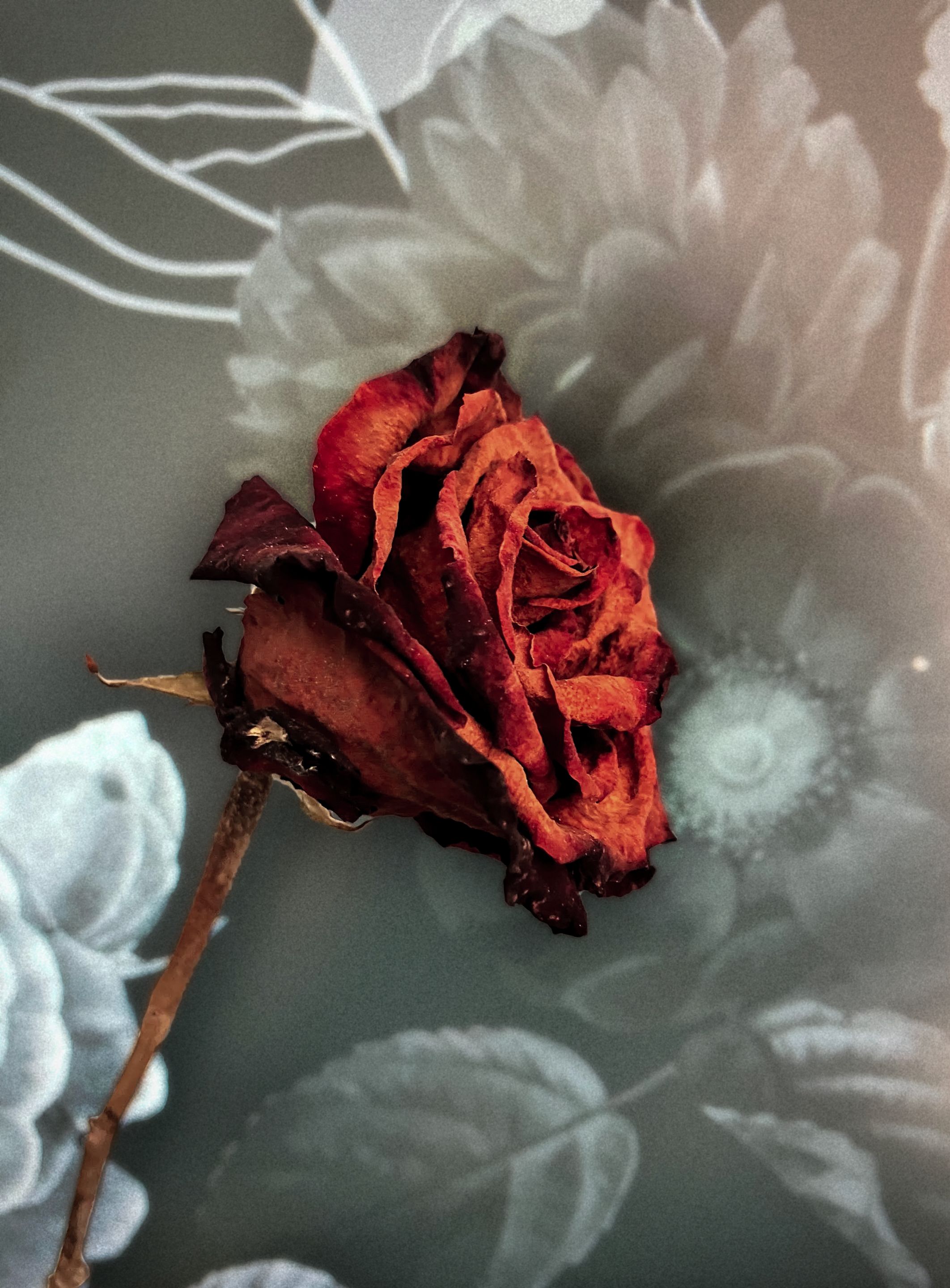 ROSE1.png