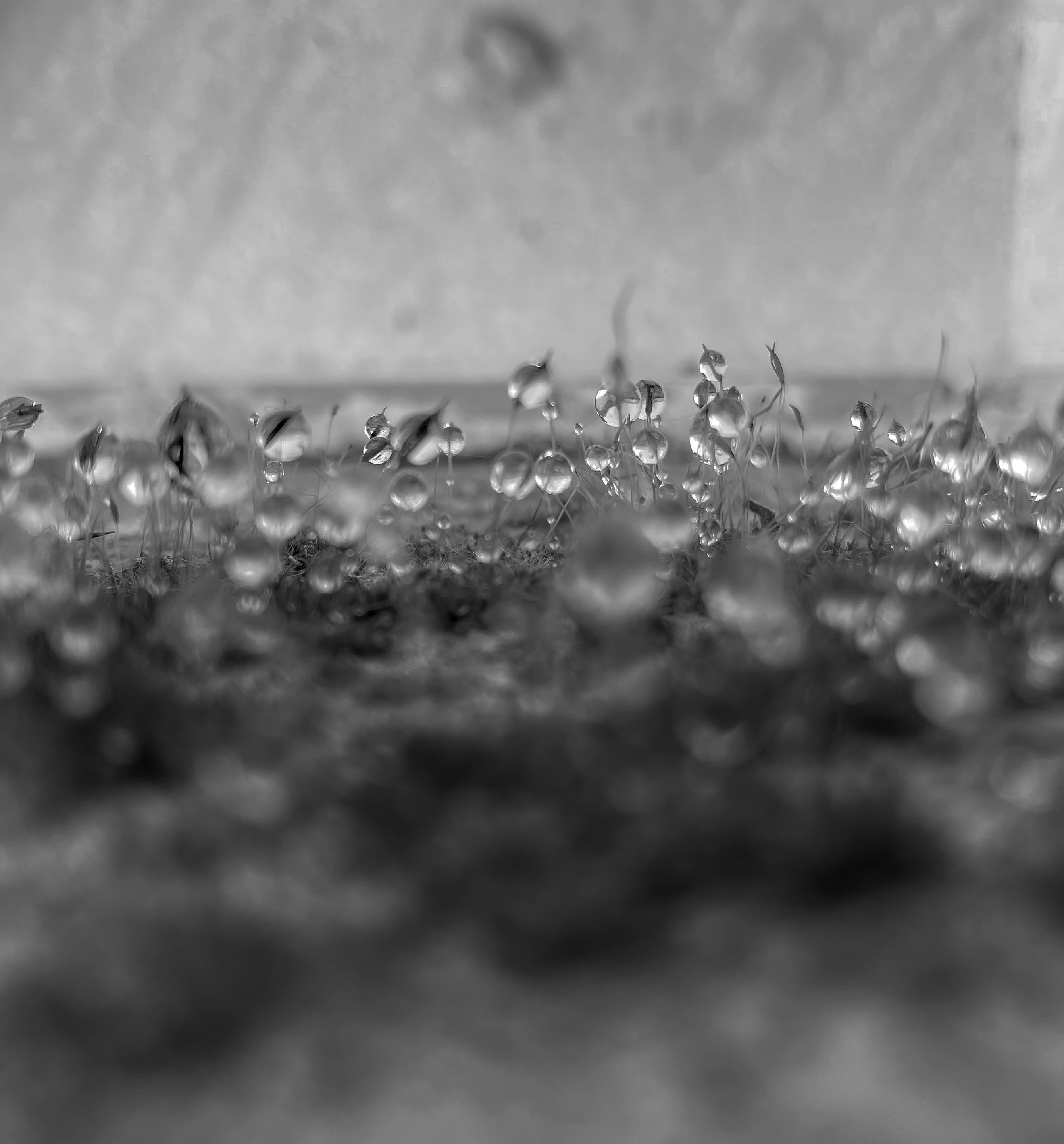 IMG_8519.jpg