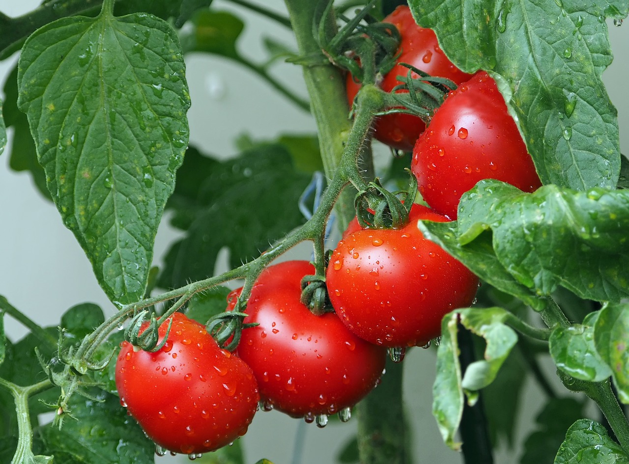 tomatoes1561565_1280.jpg