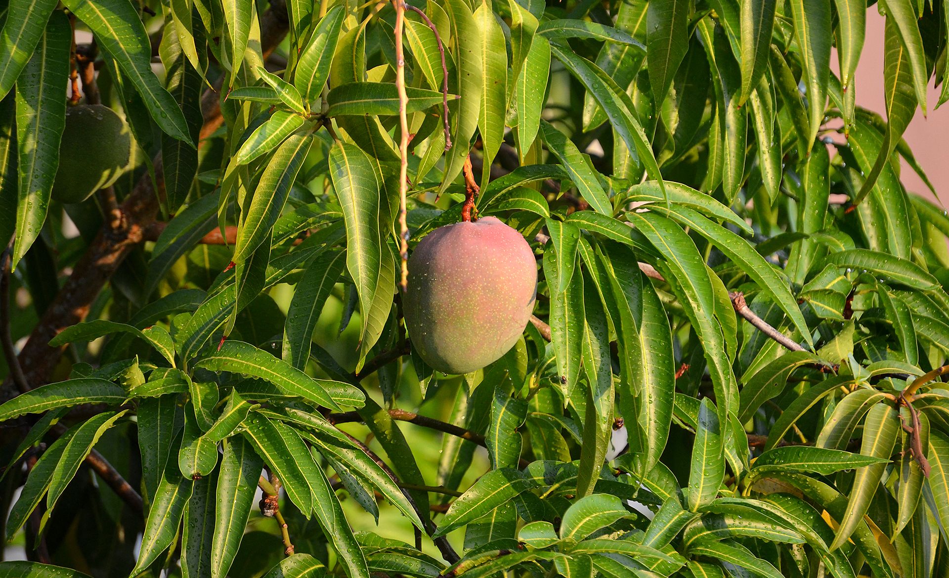 mango.jpg