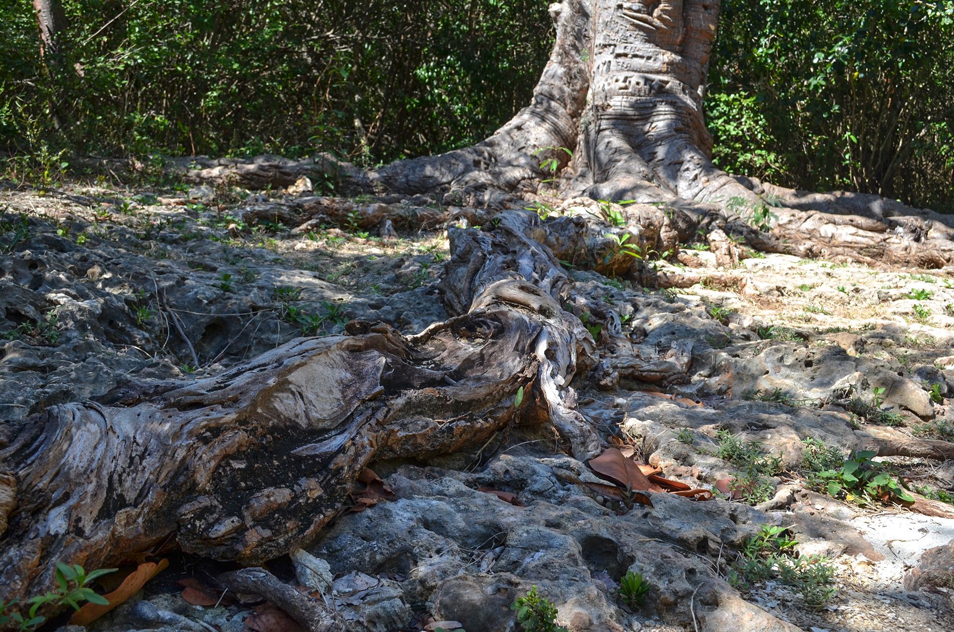 raices-1.jpg