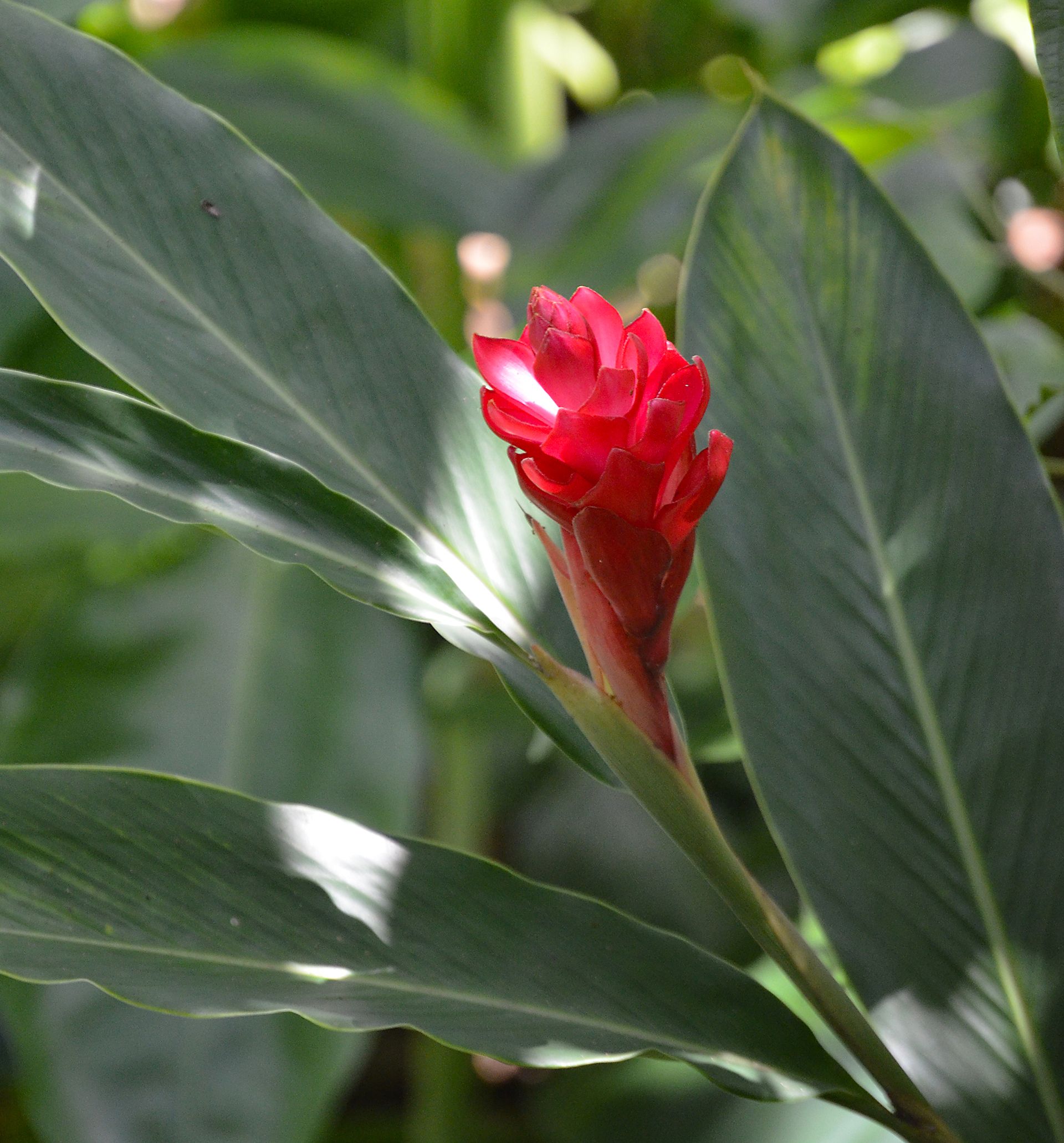 flor pab.jpg