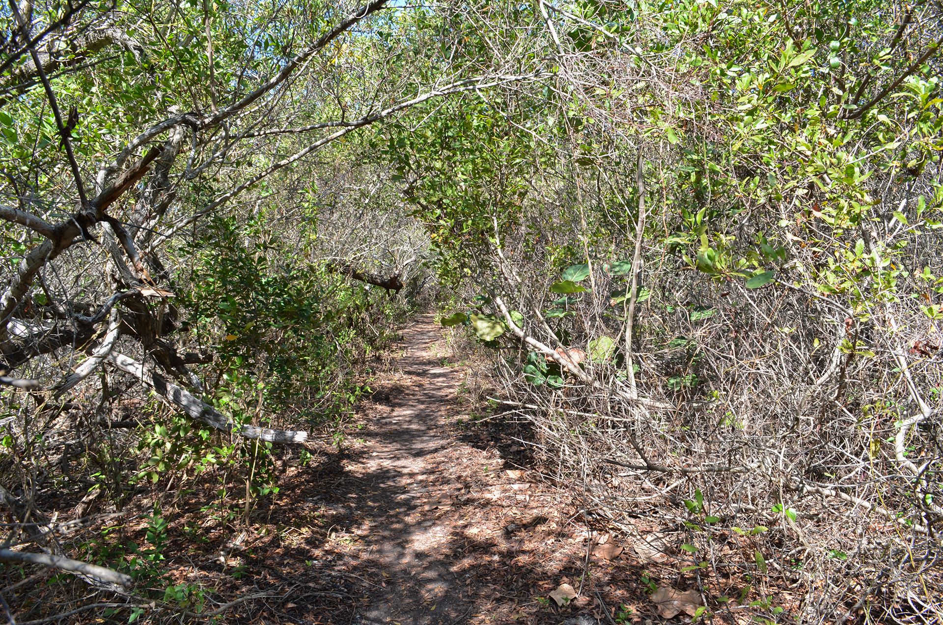 sendero.jpg