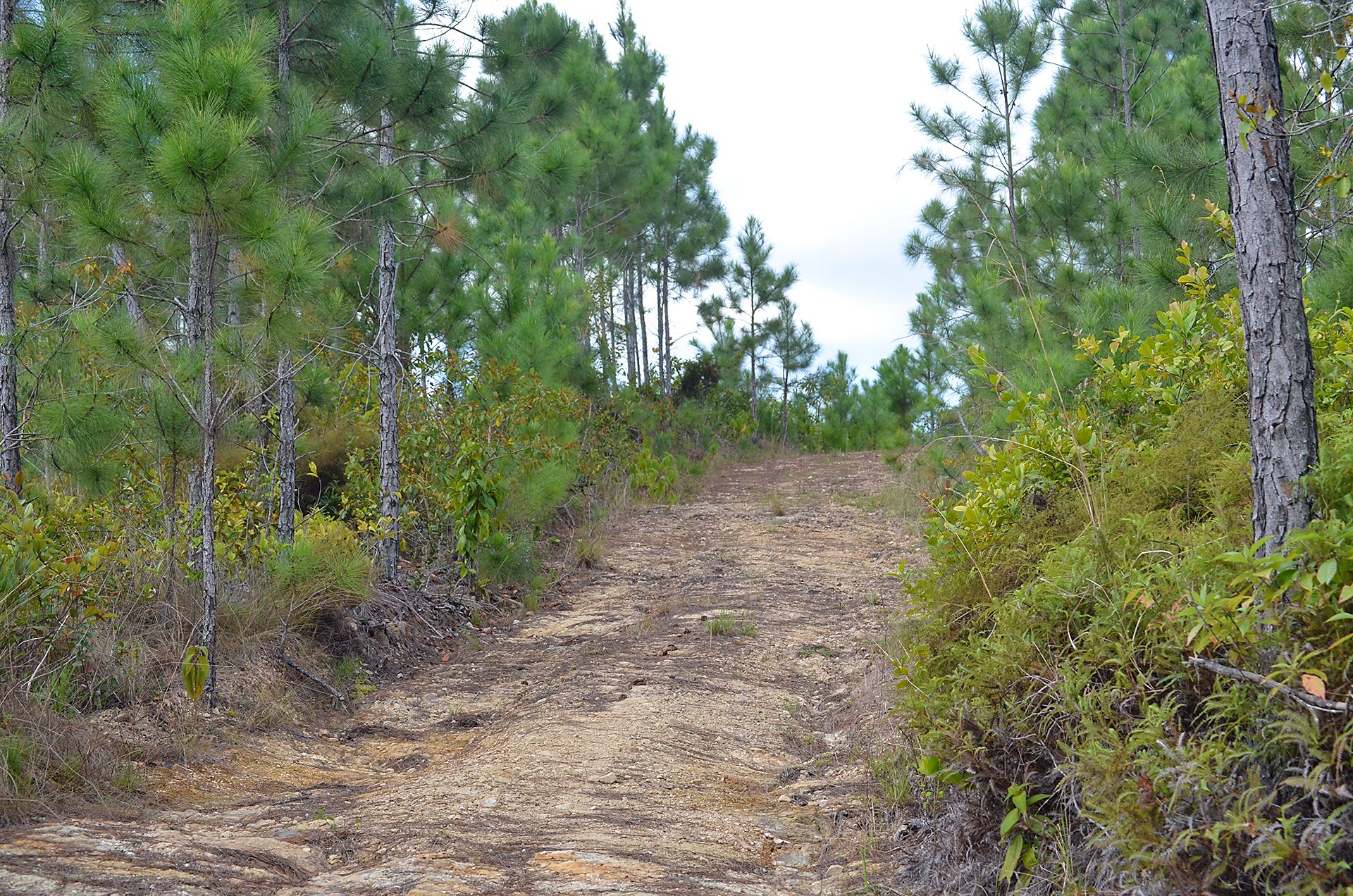 camino-1.jpg