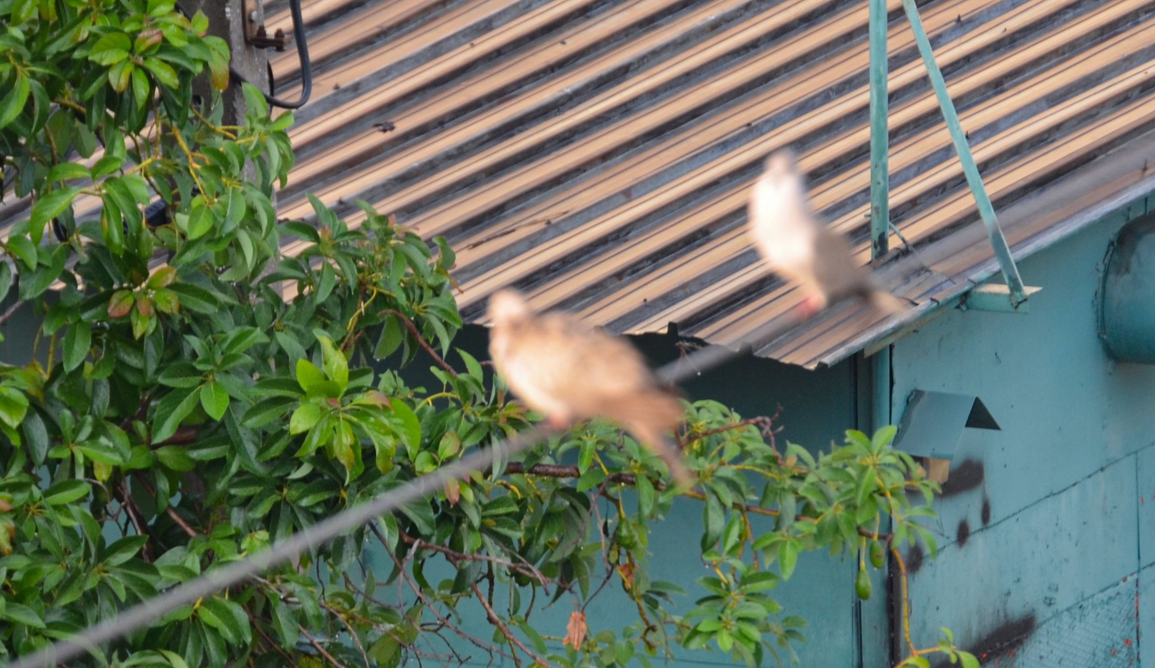 palomas desenfocadas.jpg
