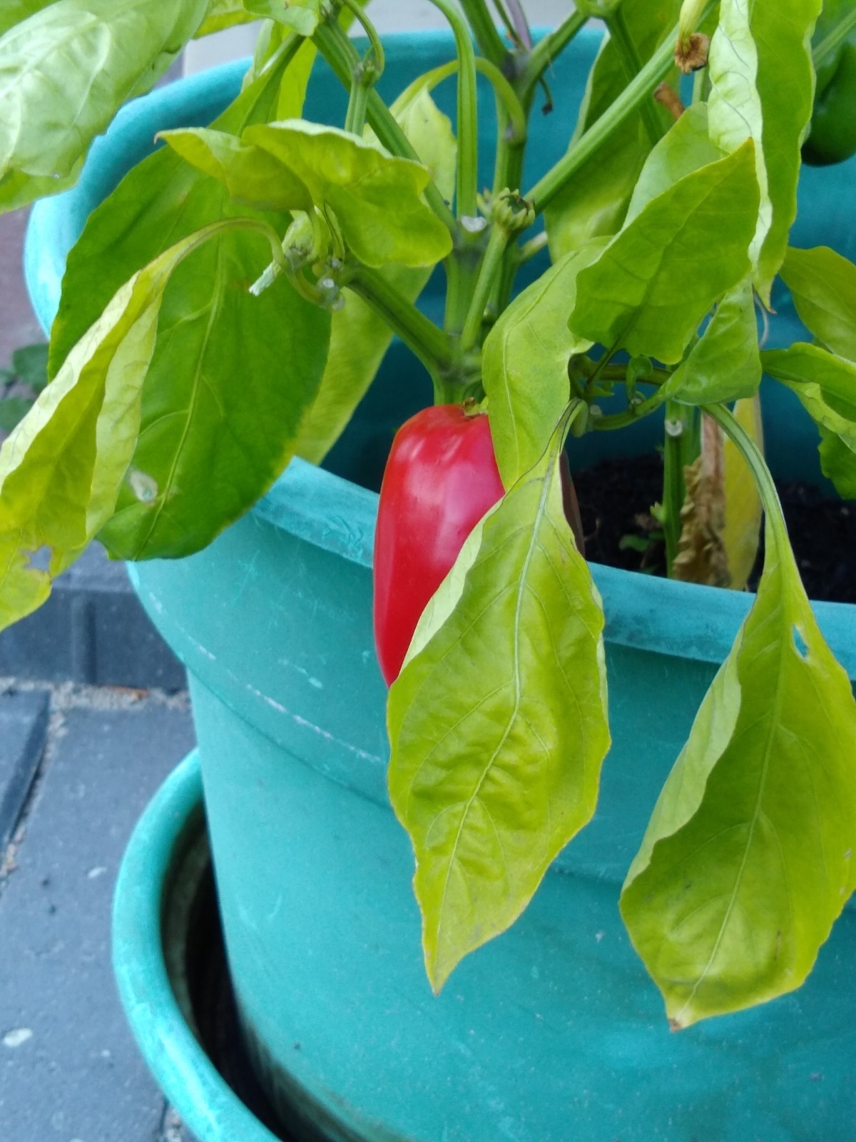 pepper.jpg