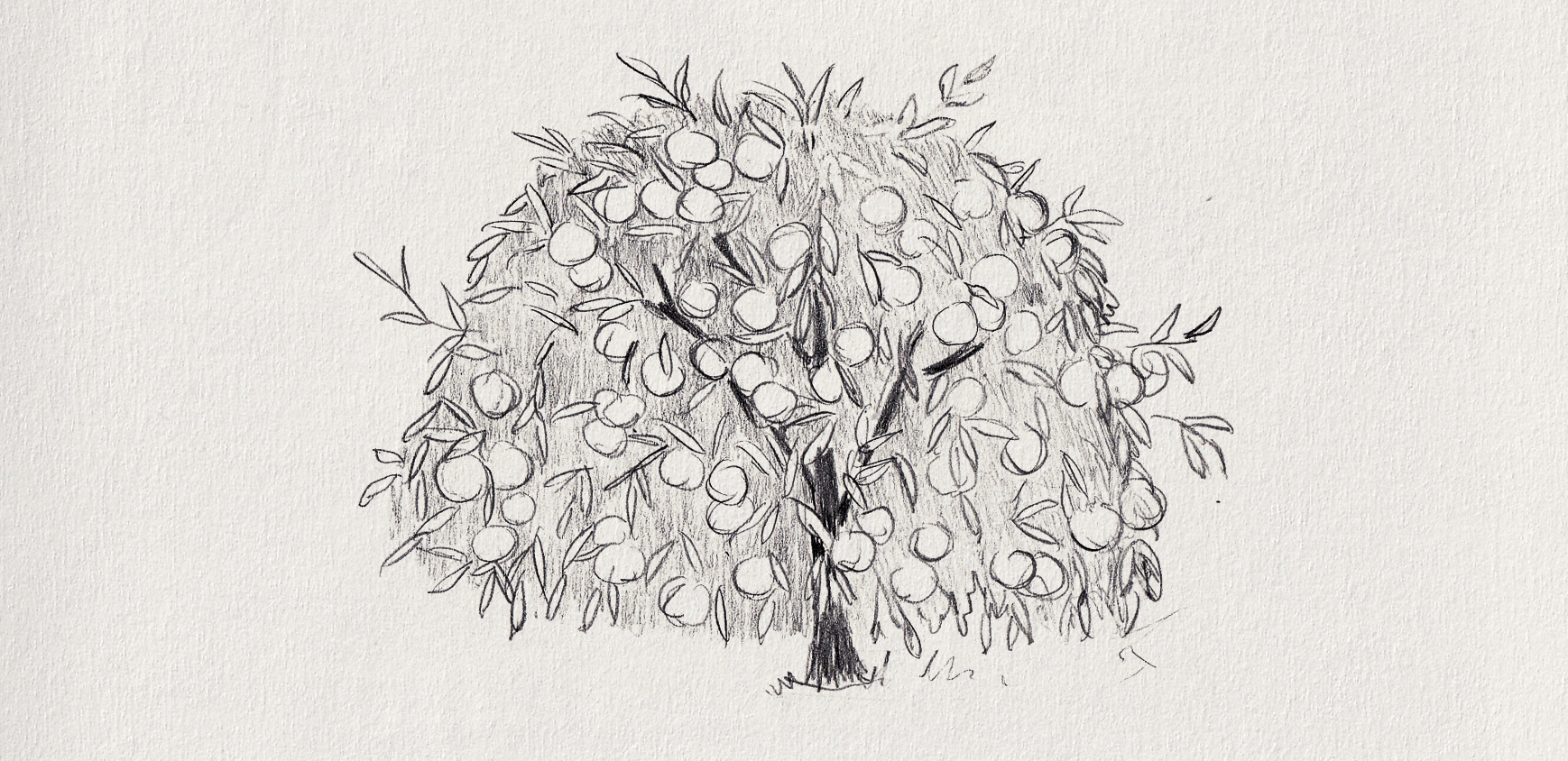 53-2 orange tree.png