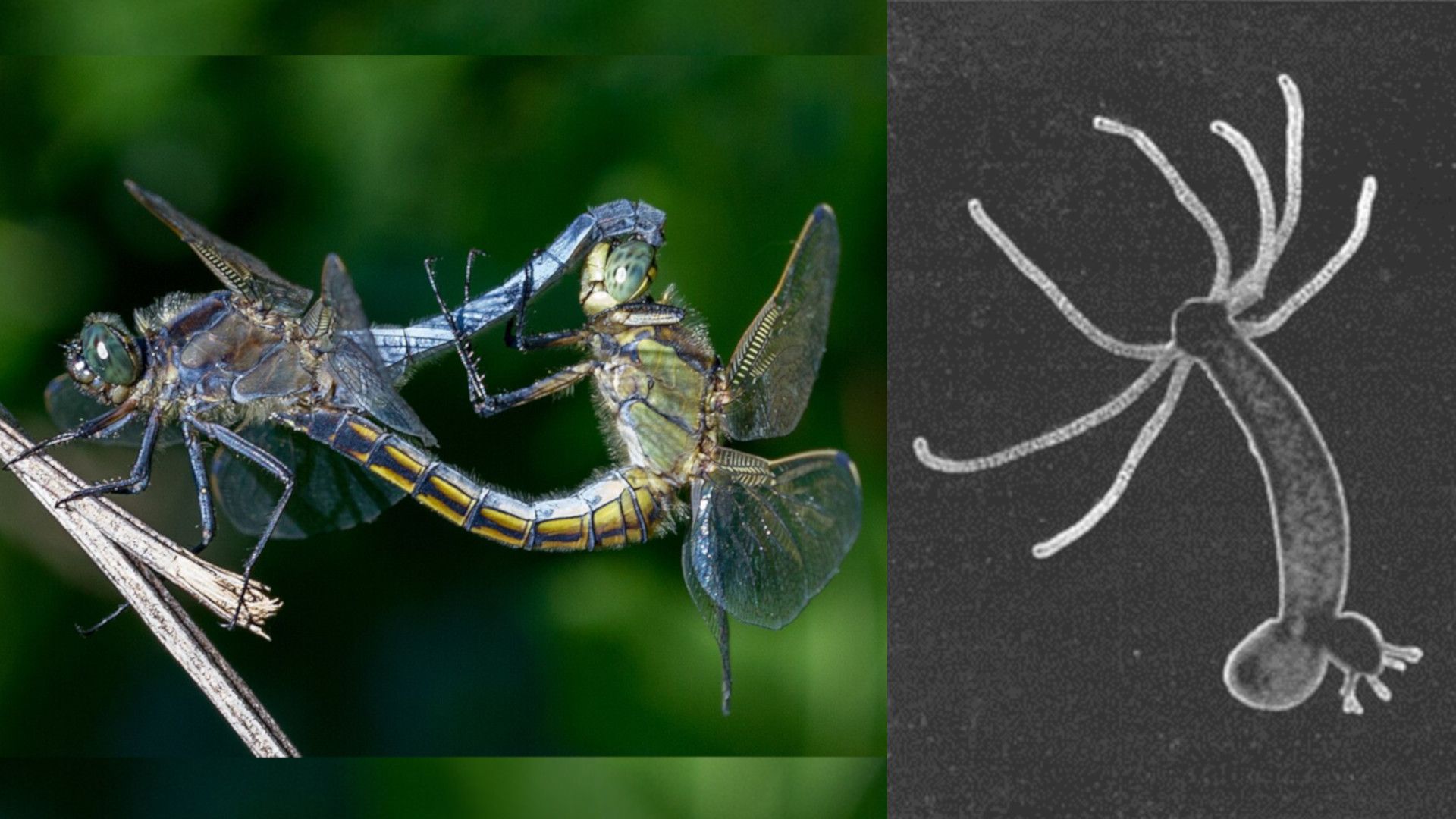 46 Animal Reproduction.jpeg