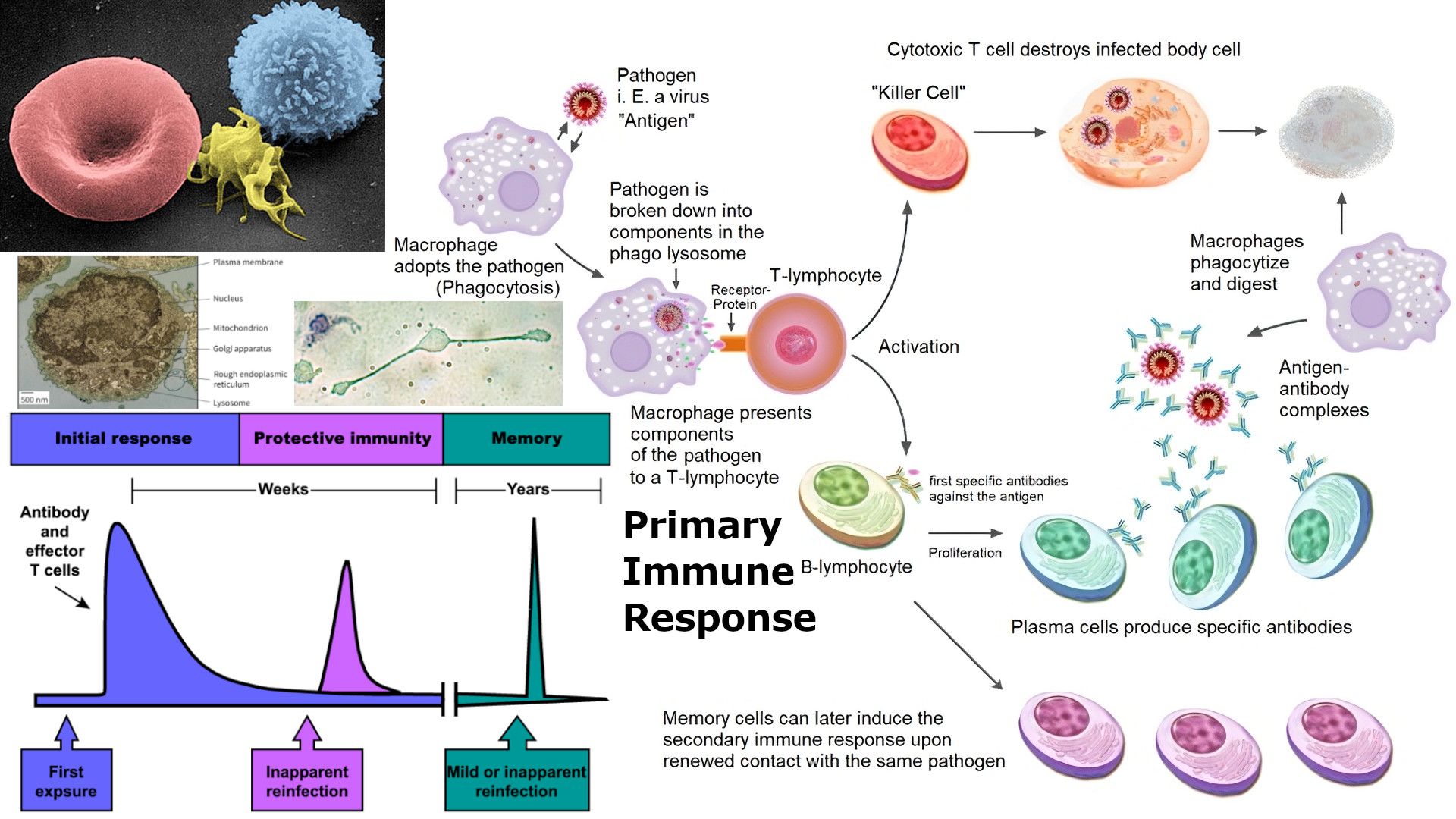 48 Animal Immune System.jpeg