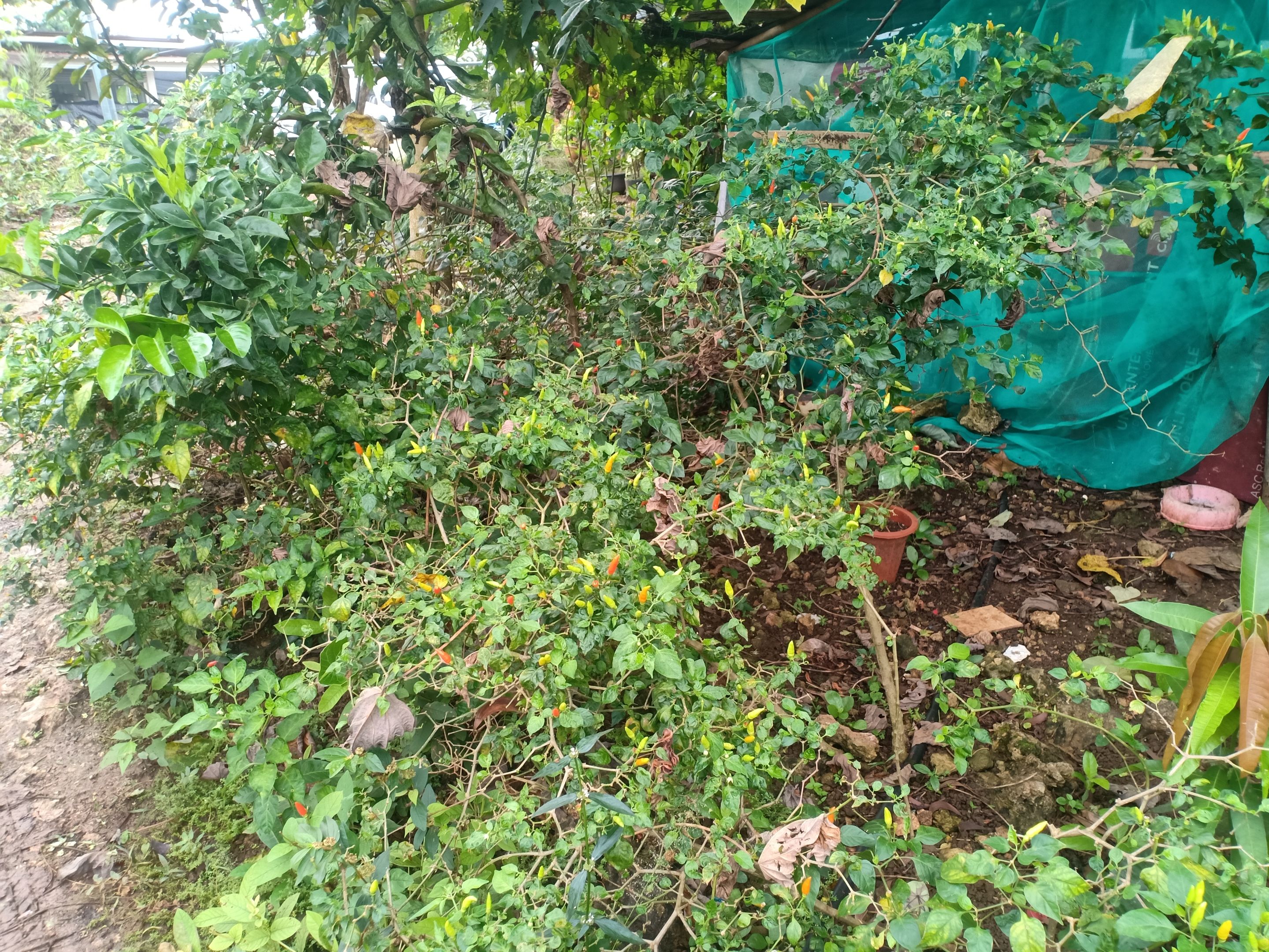 IMG20250225065253.jpg
