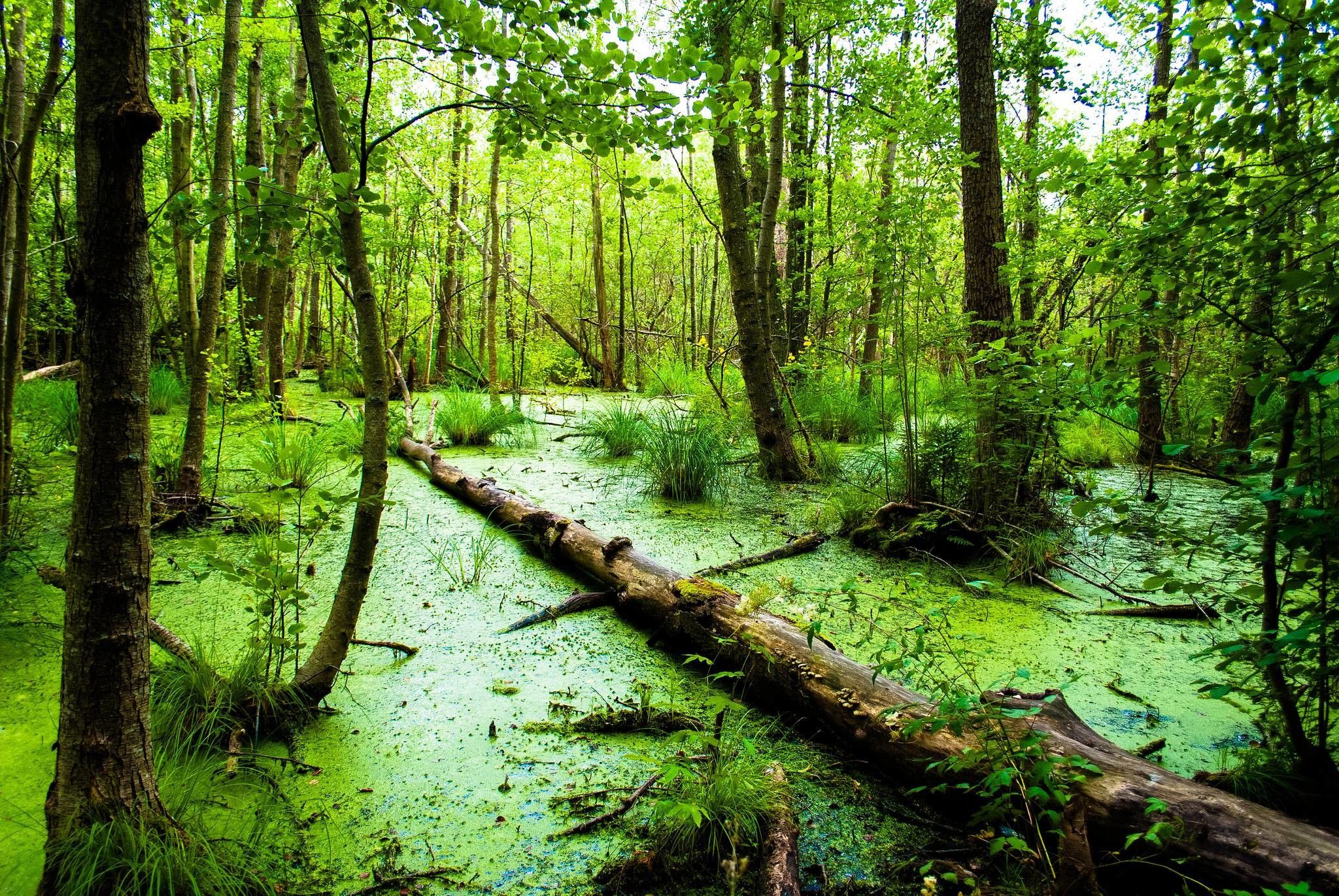 swamp.jpg