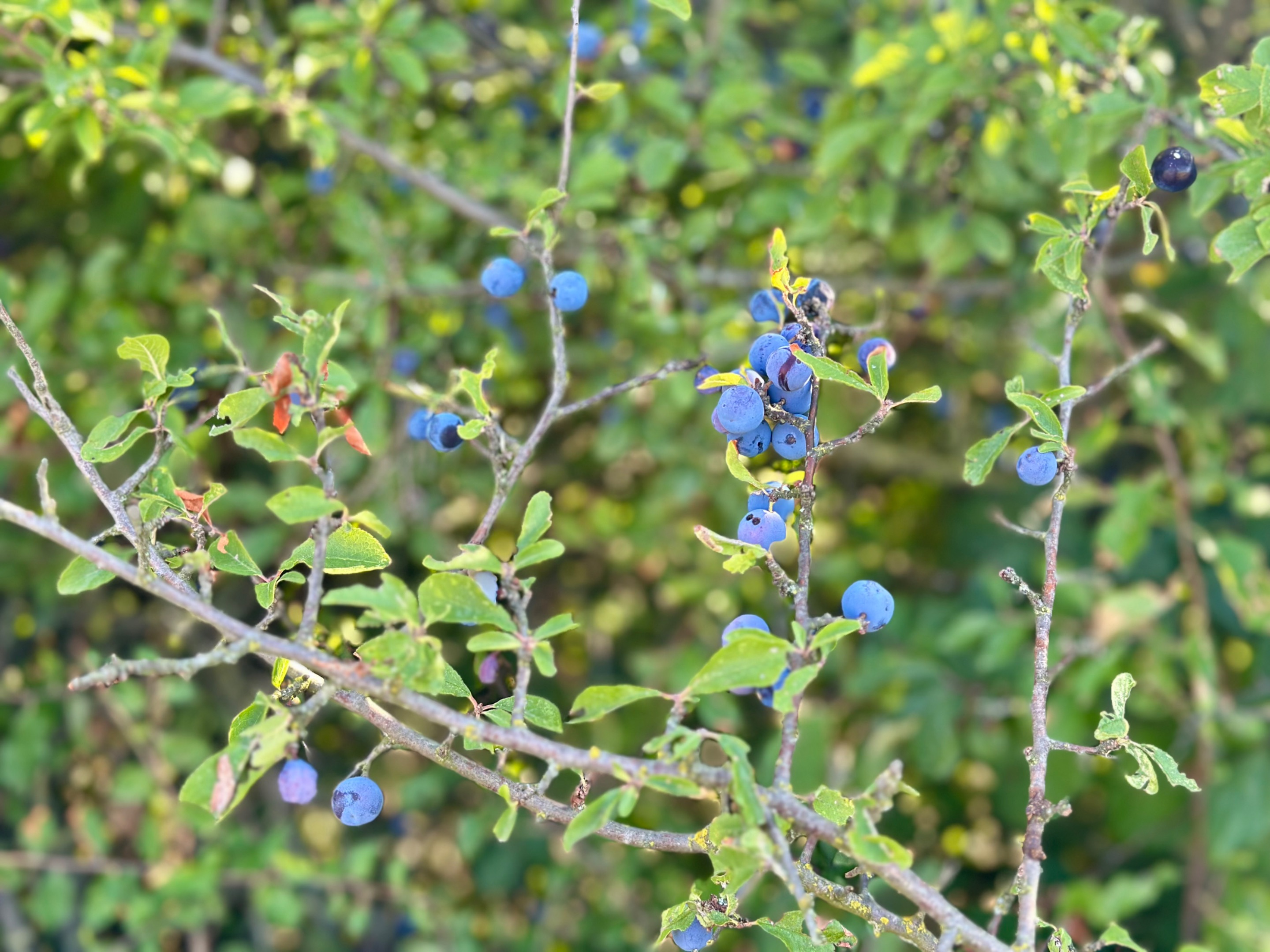 IMG_3637.jpeg