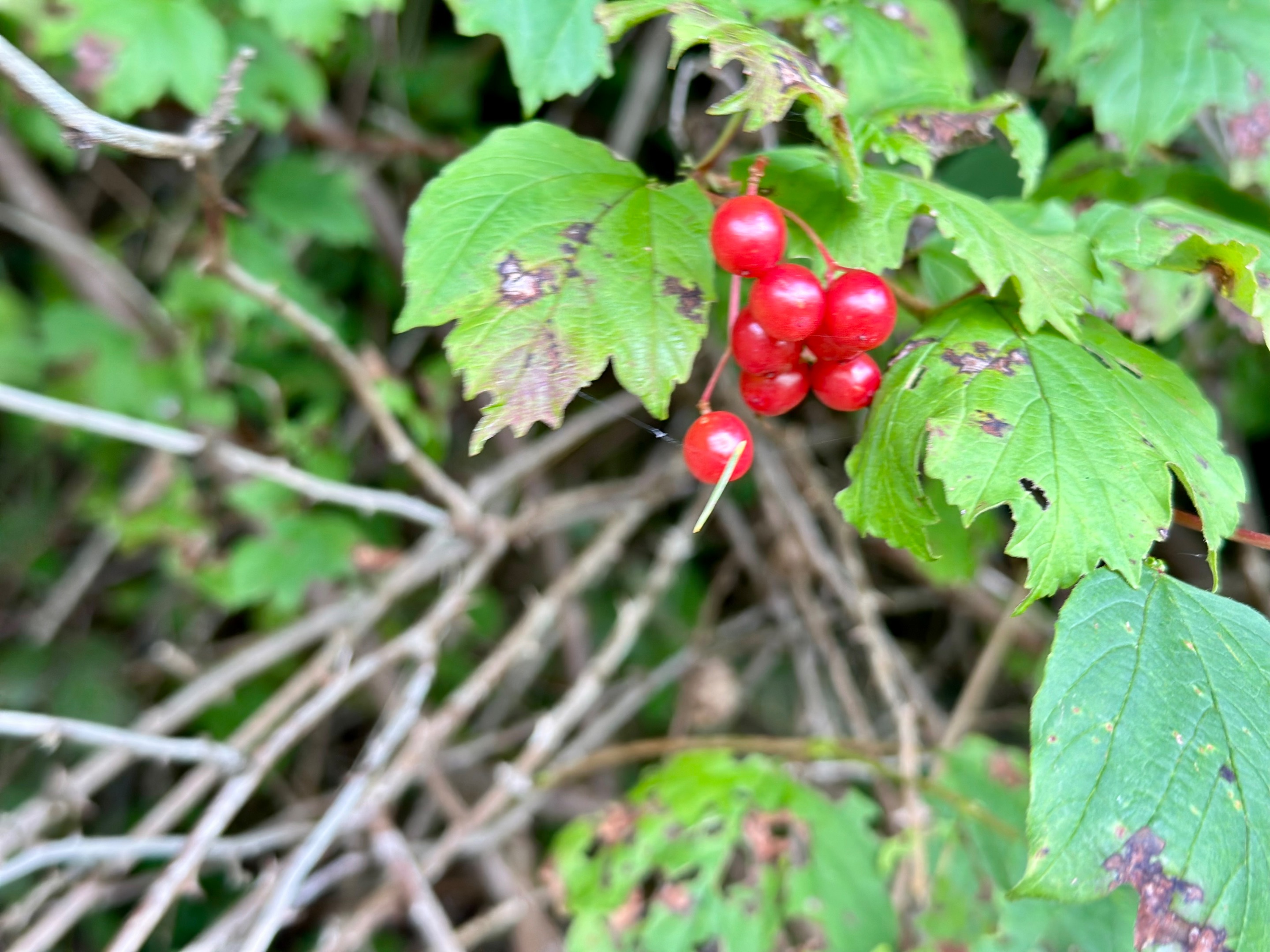 IMG_4790.jpeg