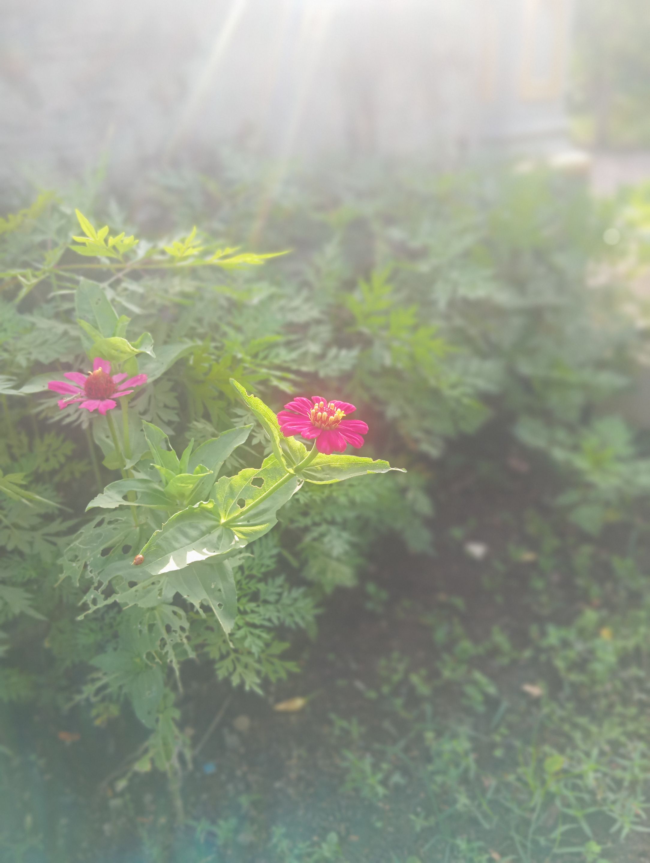 IMG_20250630_073916.jpg
