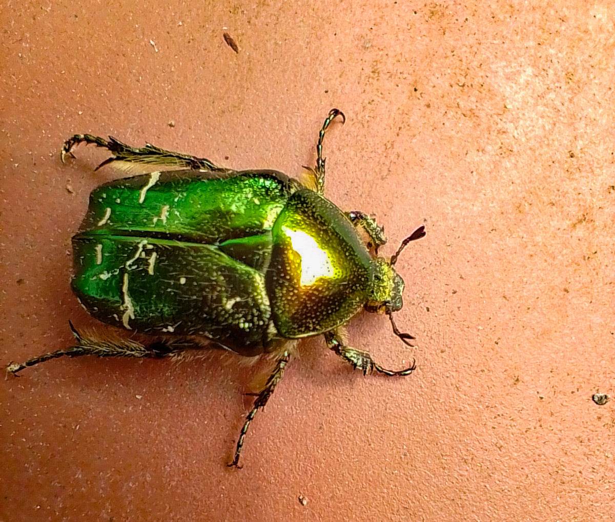 Green Dock Beetle.jpg
