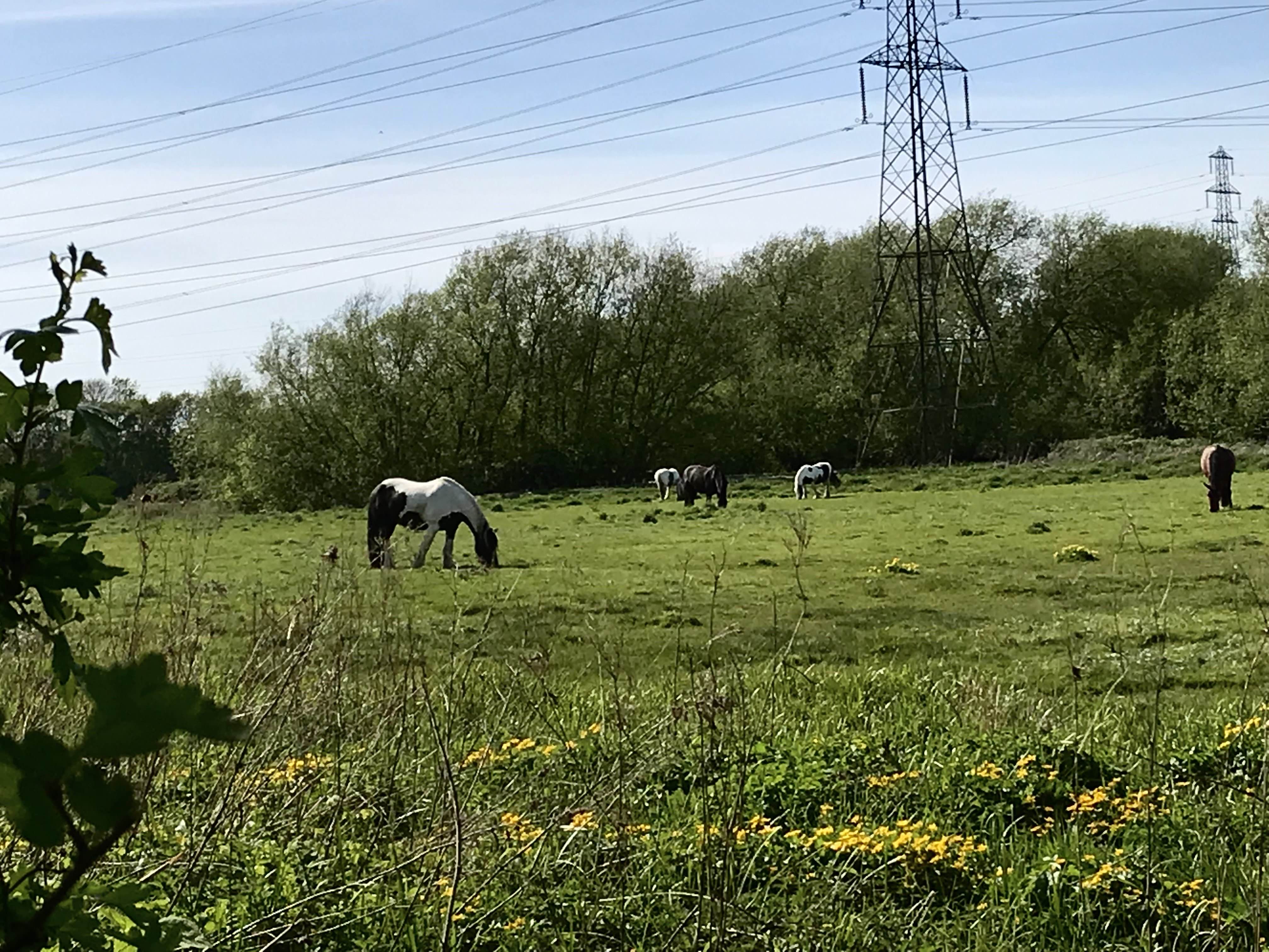 meadows 1.jpg