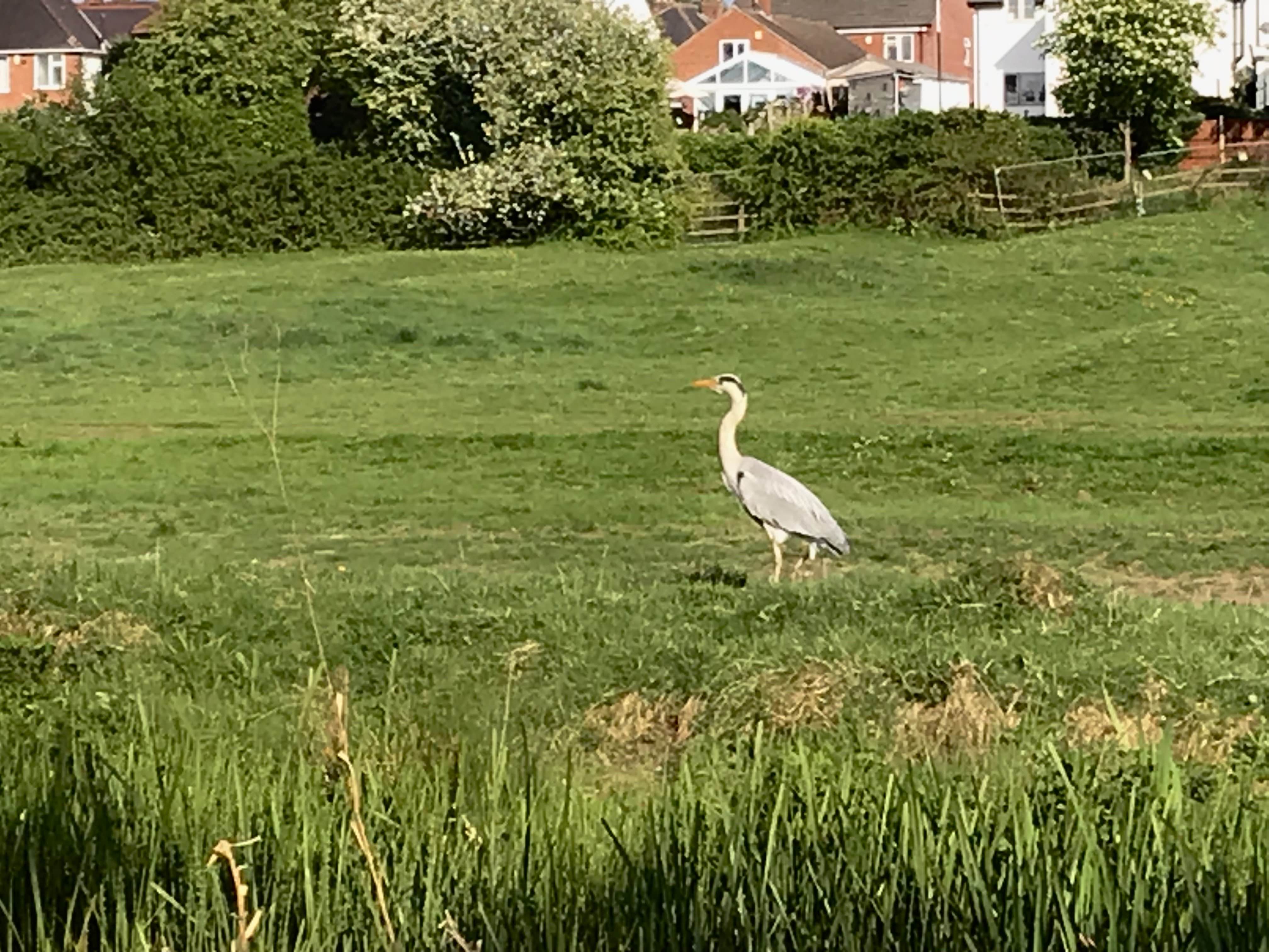 bird.jpg