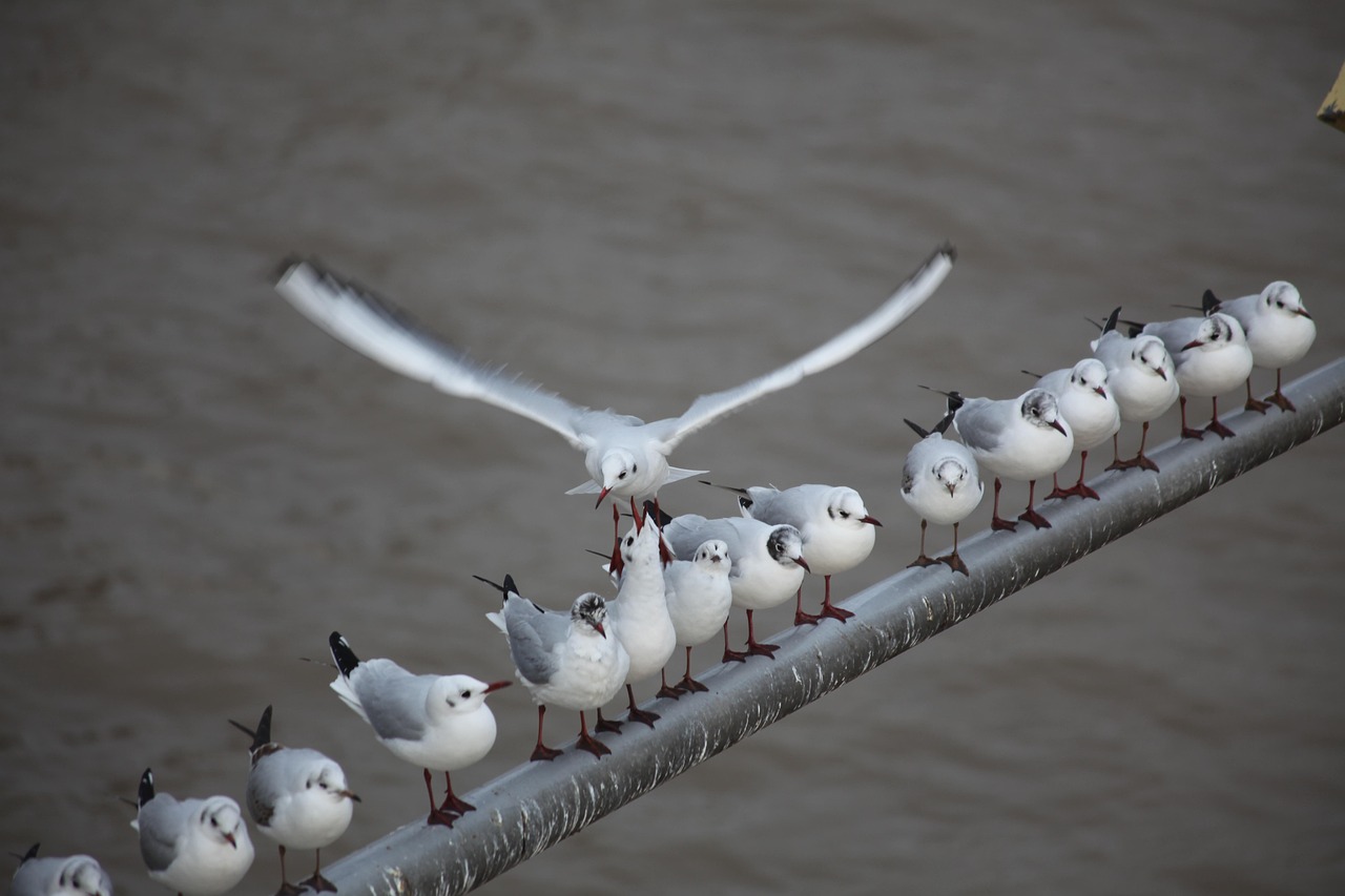 seagulls-4328769_1280.jpg