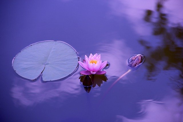 lotus1205631_640.jpg