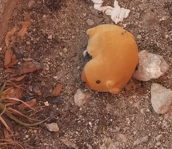 capybara.jpg