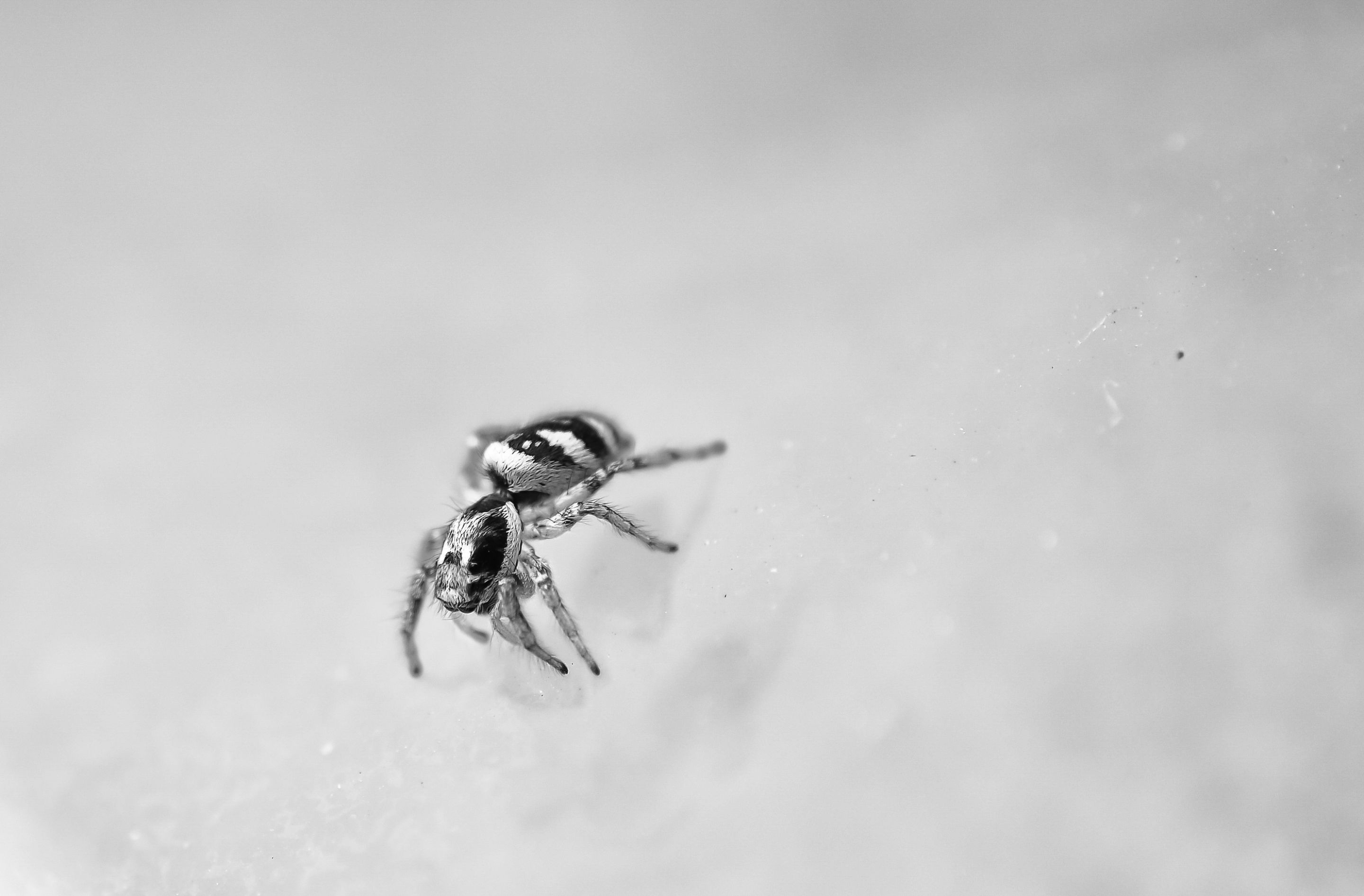 DSC_2633-Edit.JPG