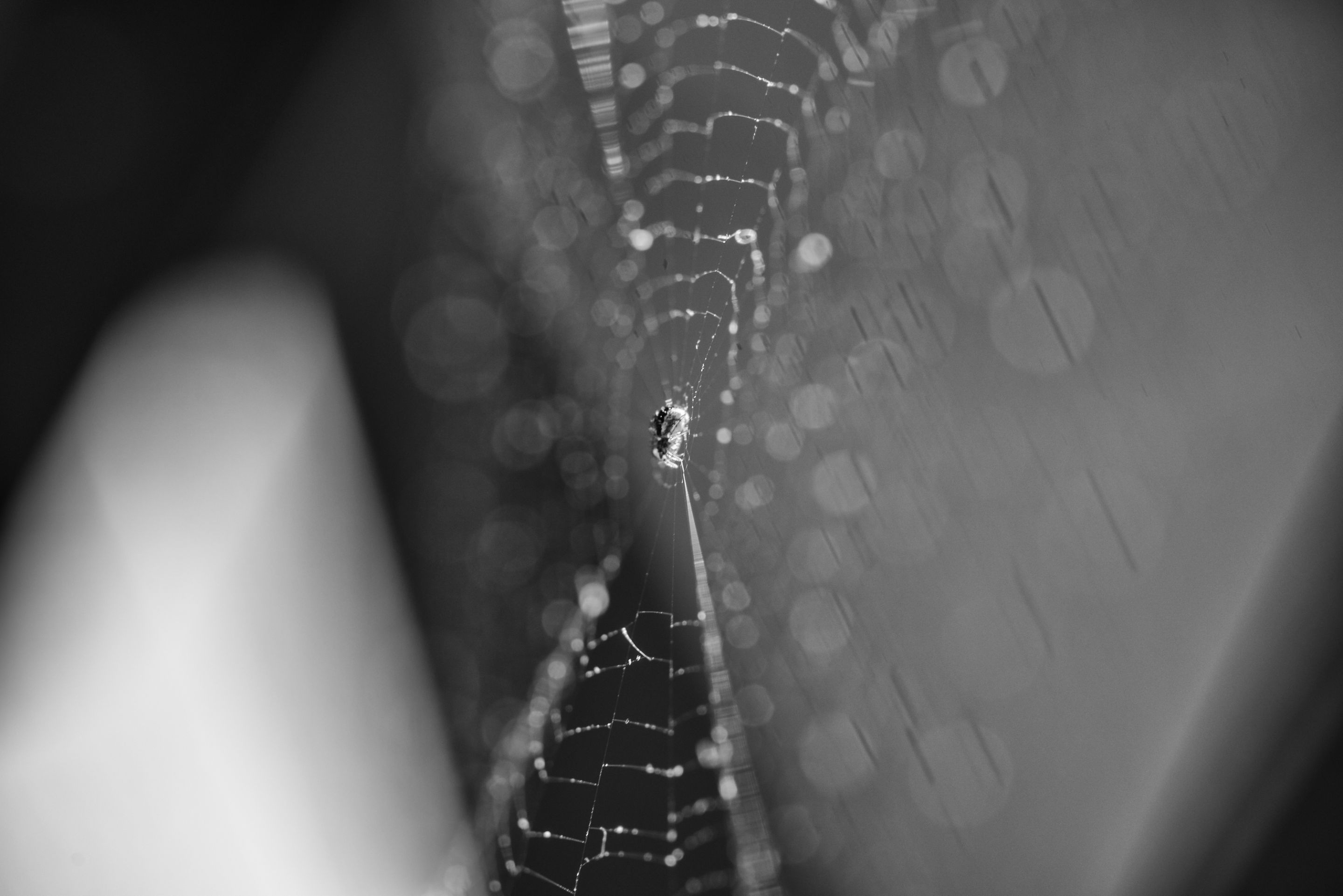 DSC_4526-Edit.JPG