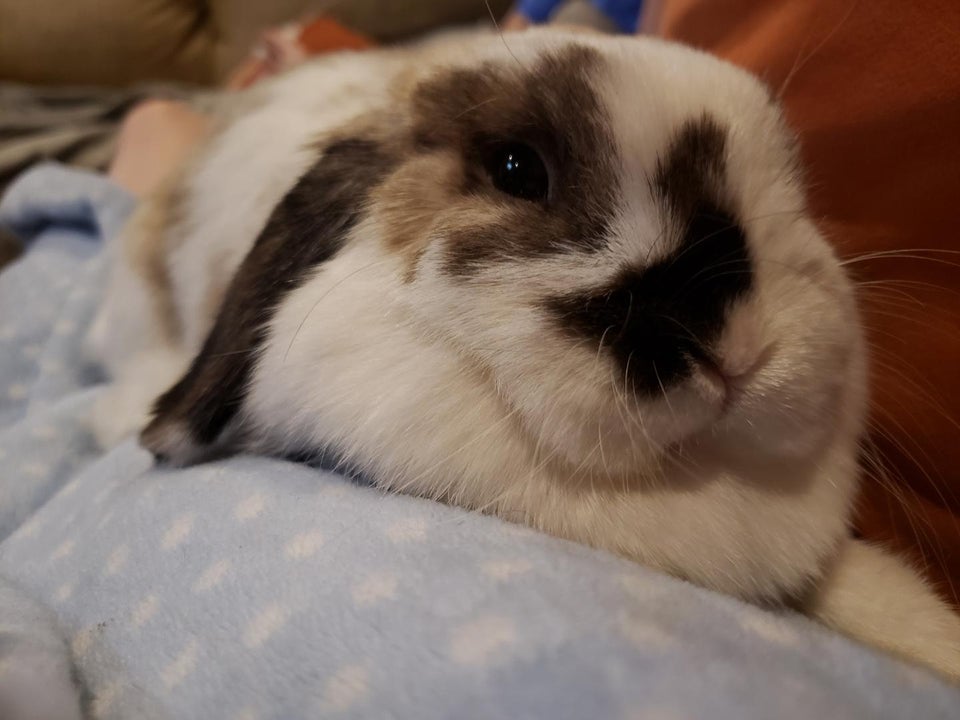 Bunbun.jpg