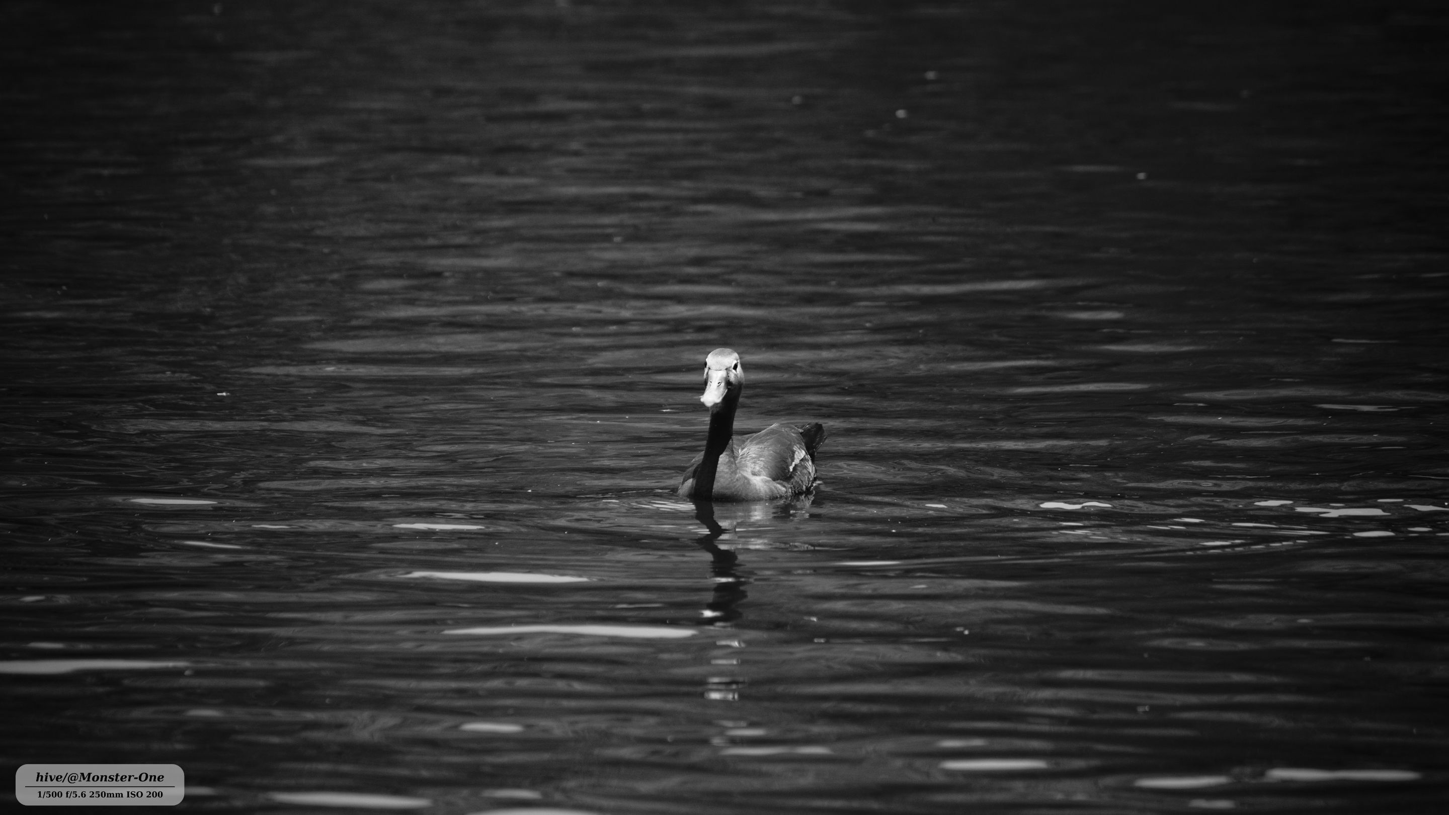 Patos_0007.jpg