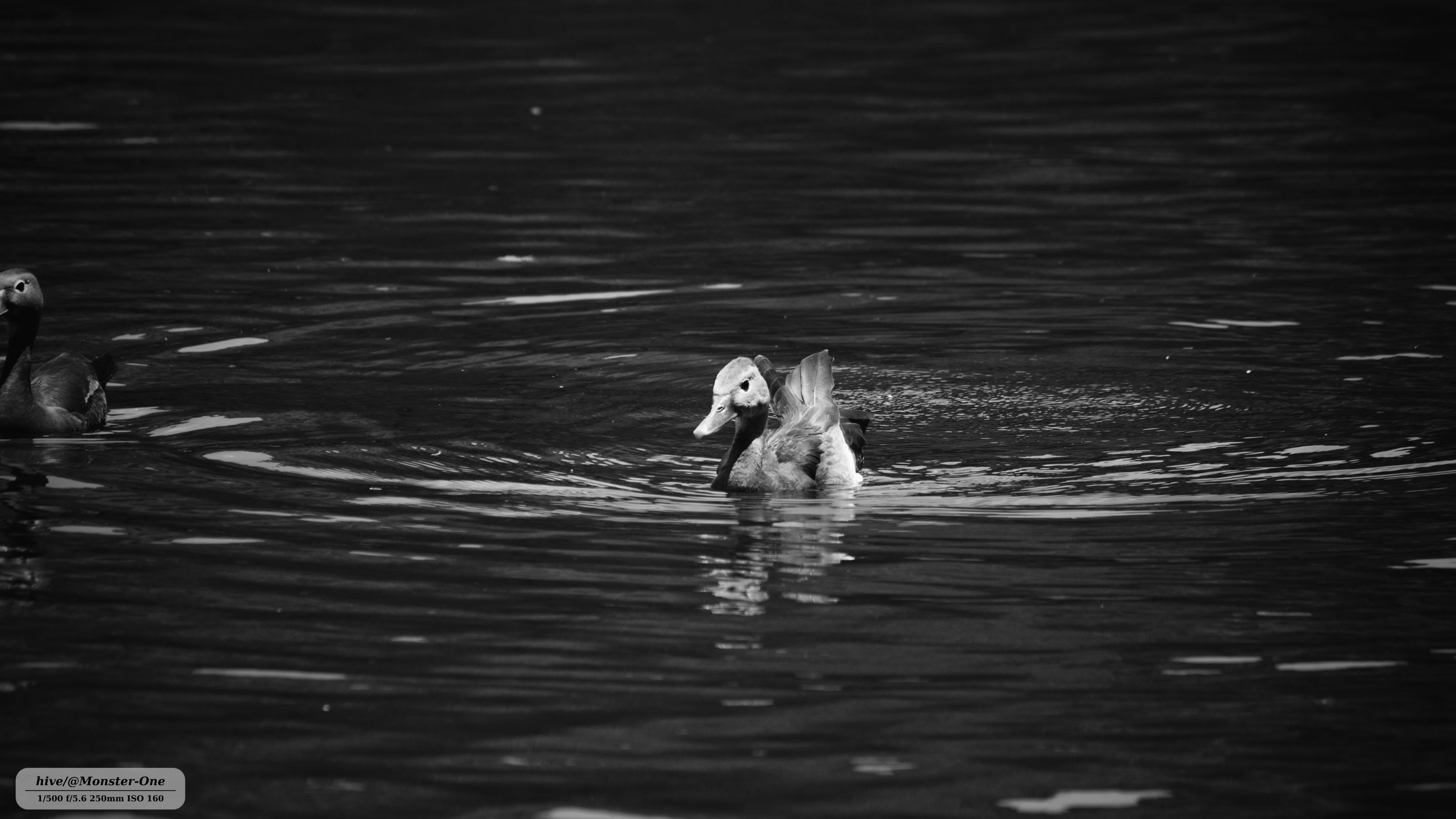 Patos_0004.jpg