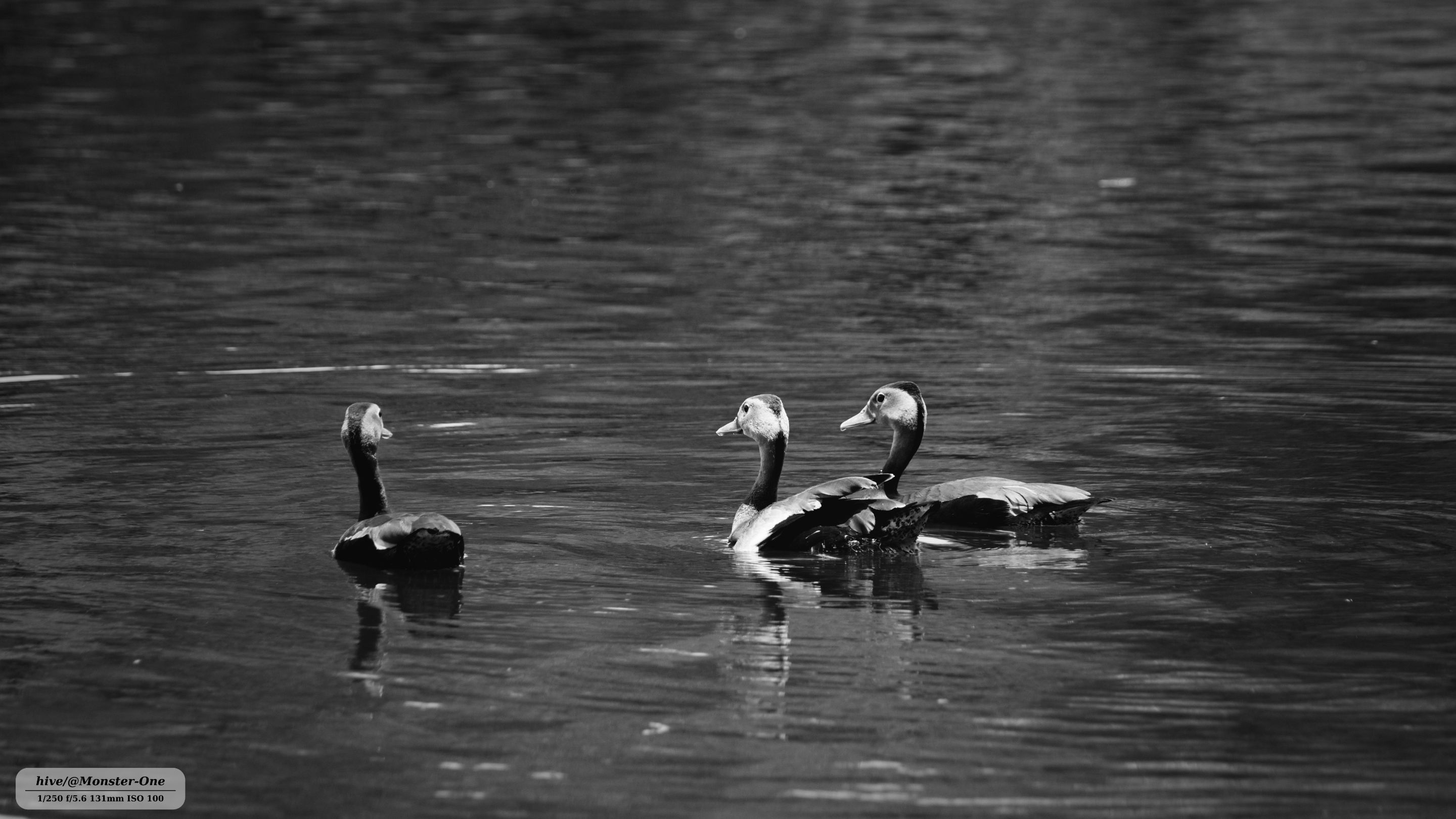 This is my entry for today's Monomad Challenge: More ducks.