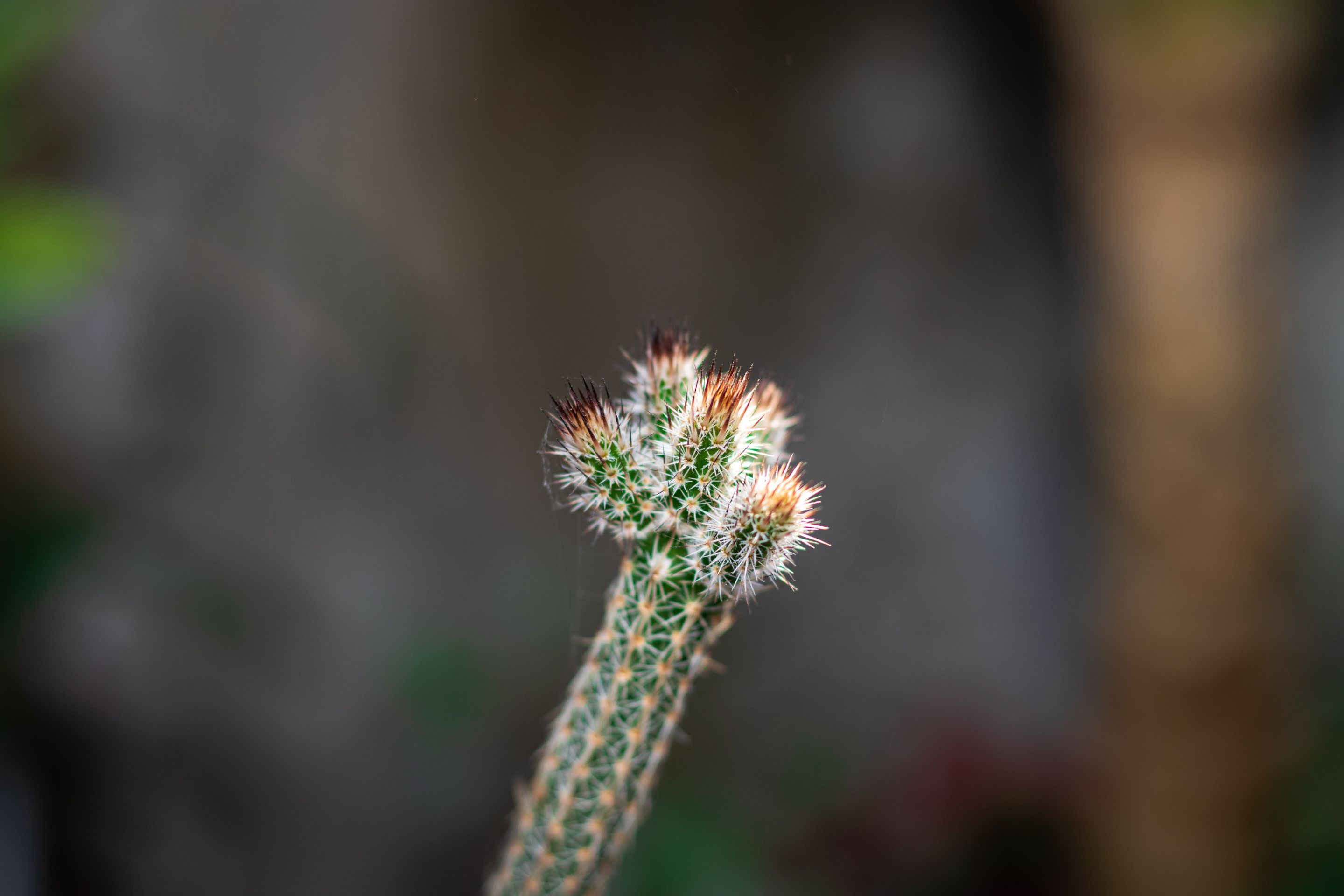 Jardin-8.jpg