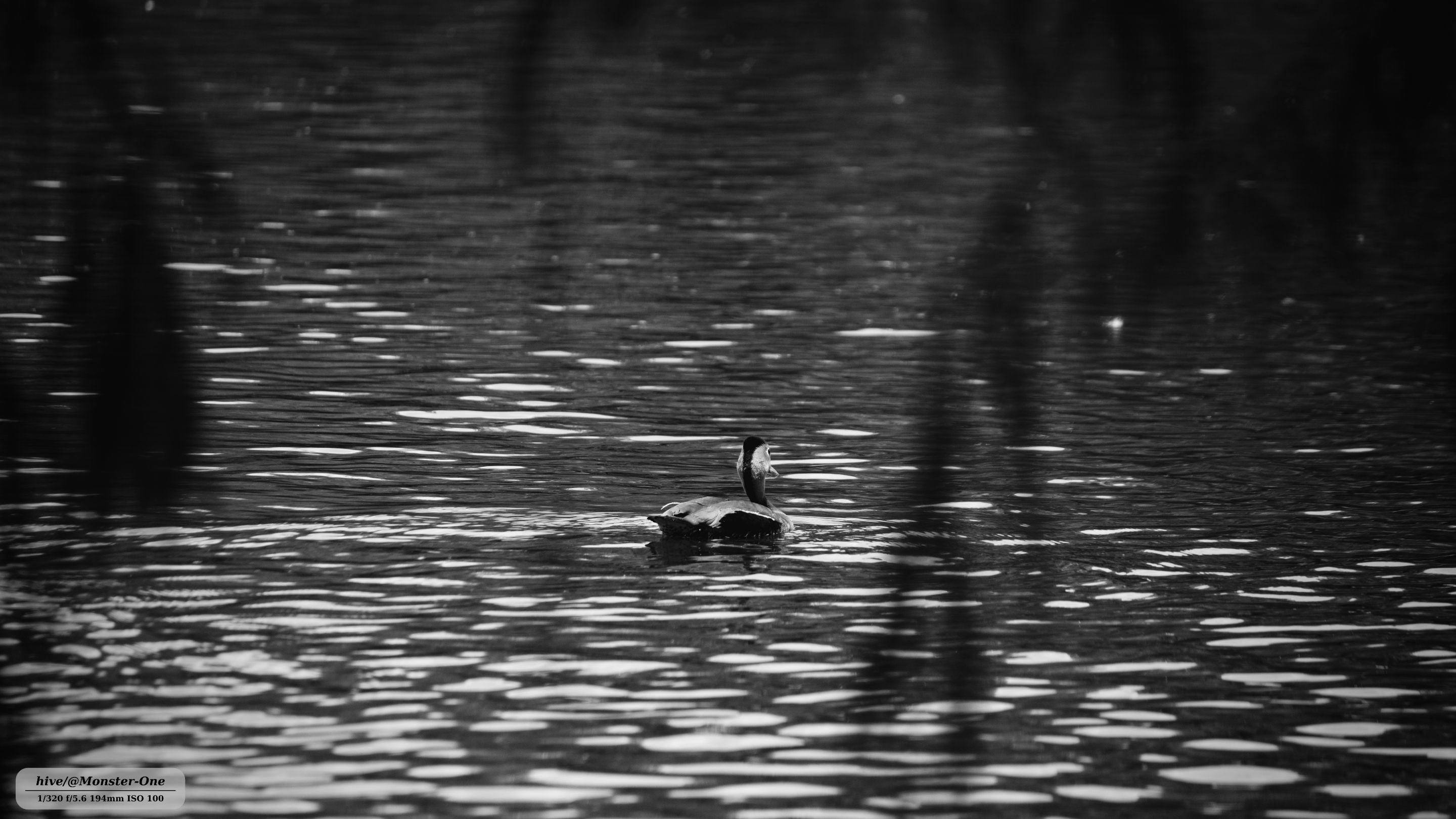 Patos_0006.jpg